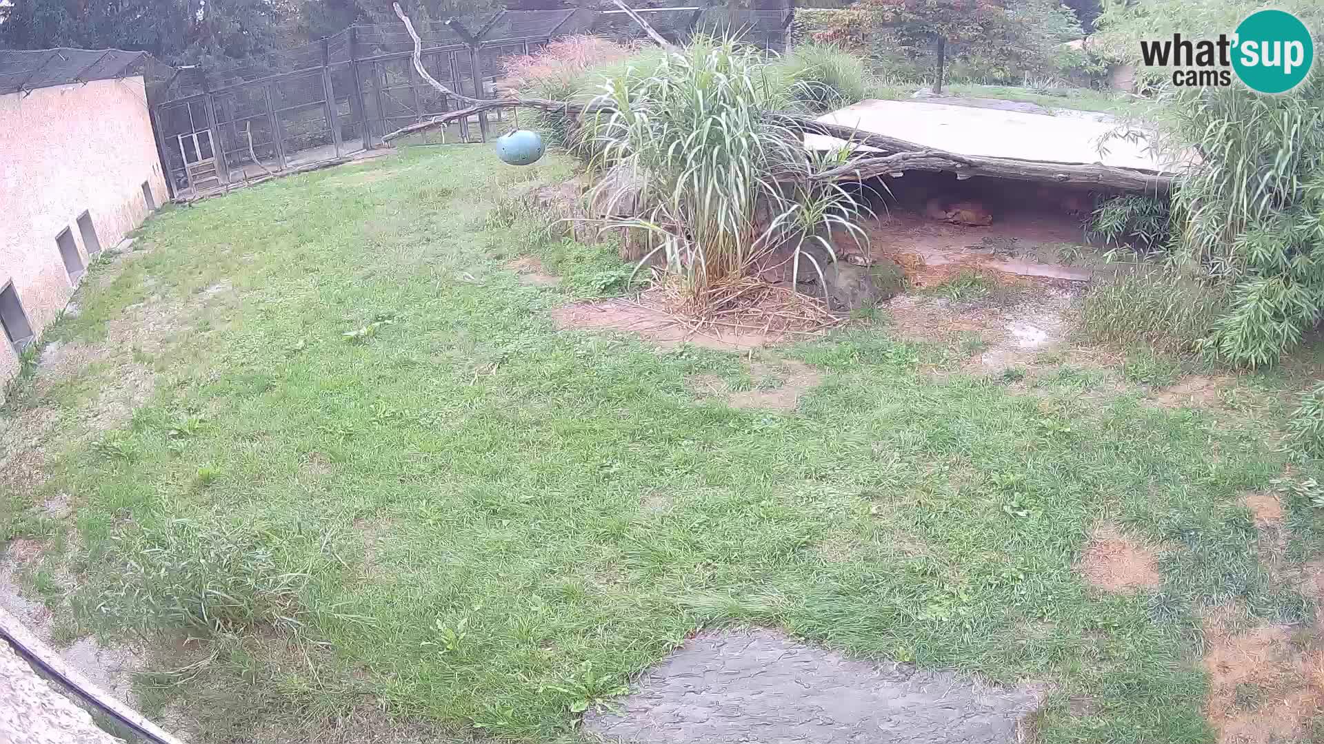 LION webcam en direct du zoo de Ljubljana – Slovénie
