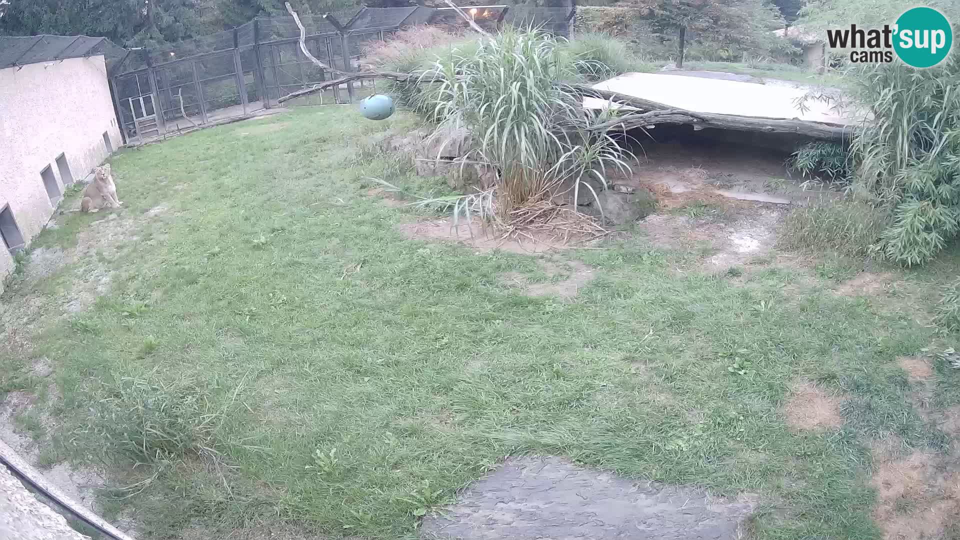LION webcam en direct du zoo de Ljubljana – Slovénie