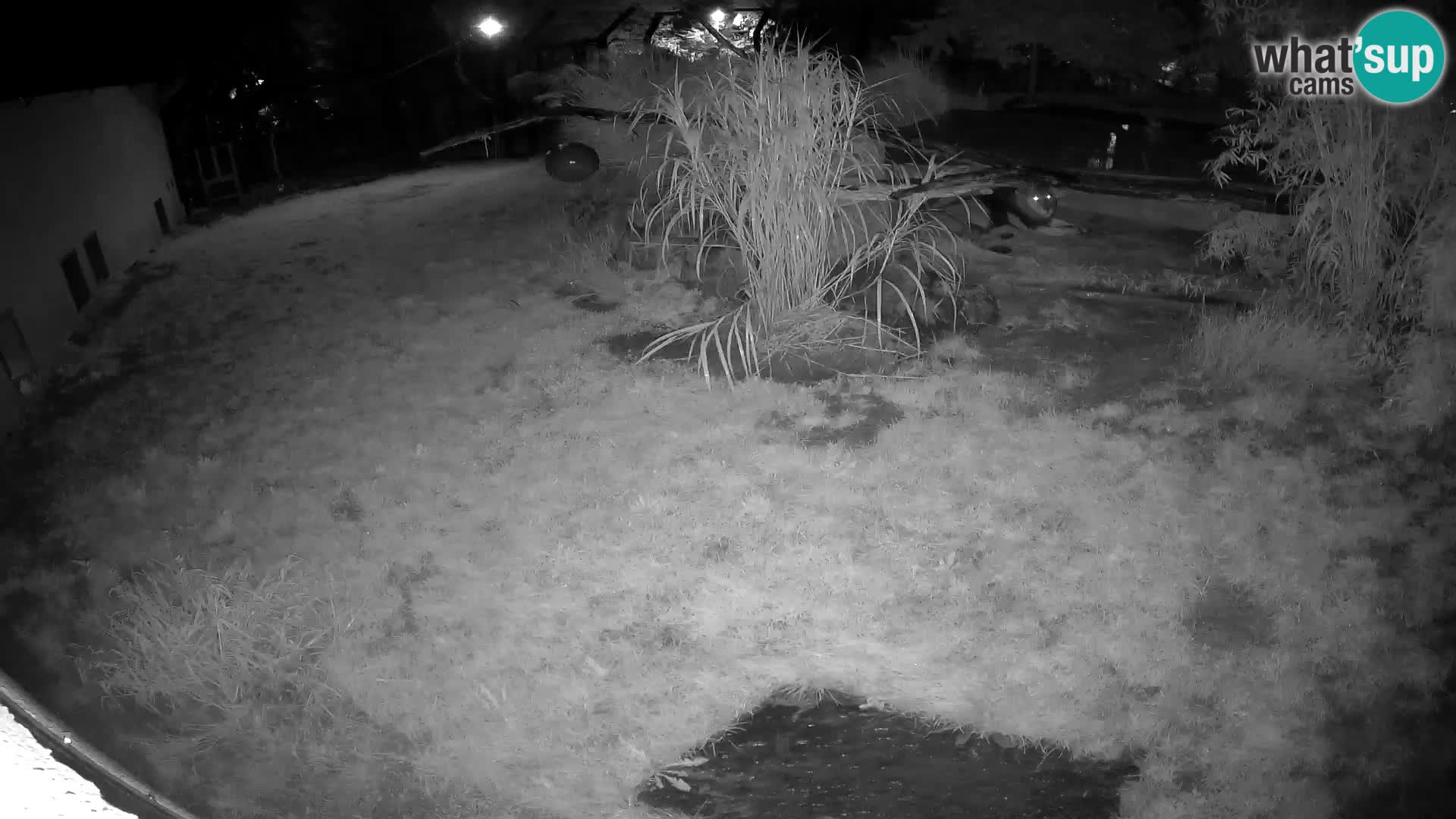 Löwe live Webcam im Zoo von Ljubljana – Slowenien