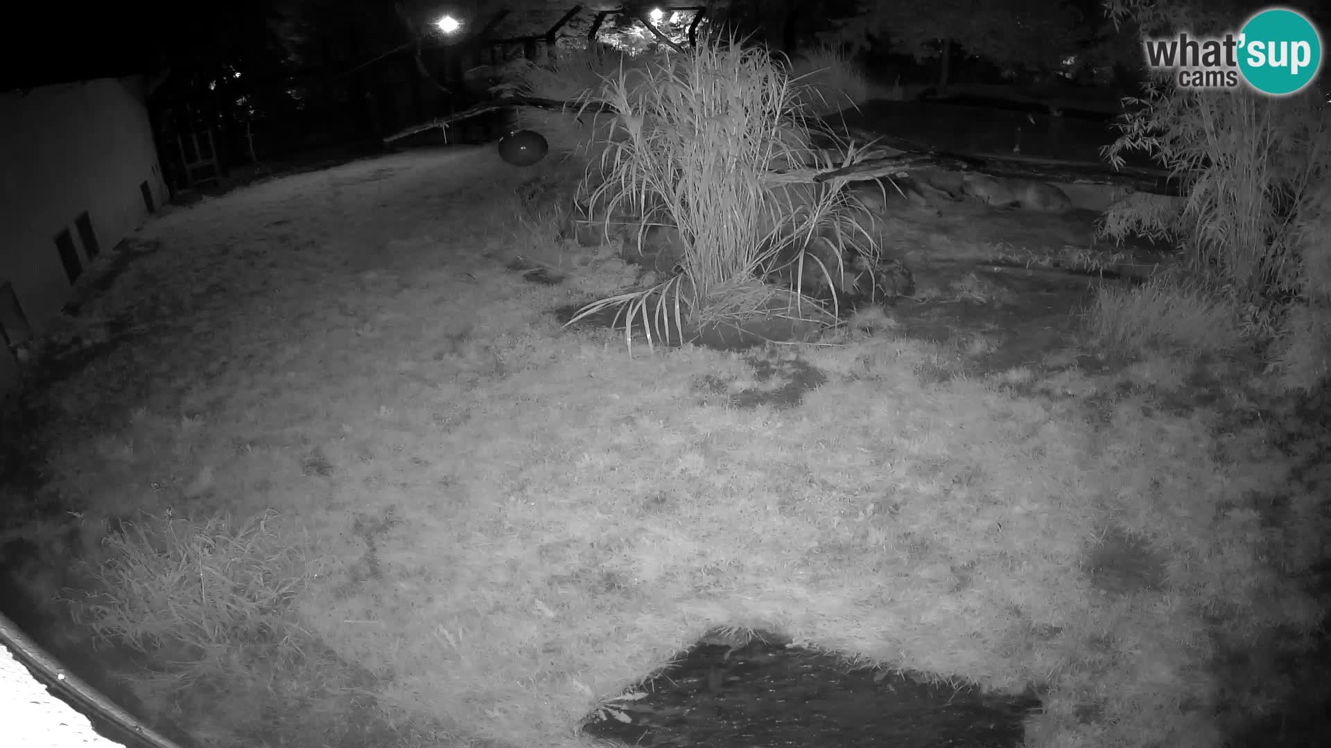 LEONE live Webcam nello zoo di Lubiana – Slovenia