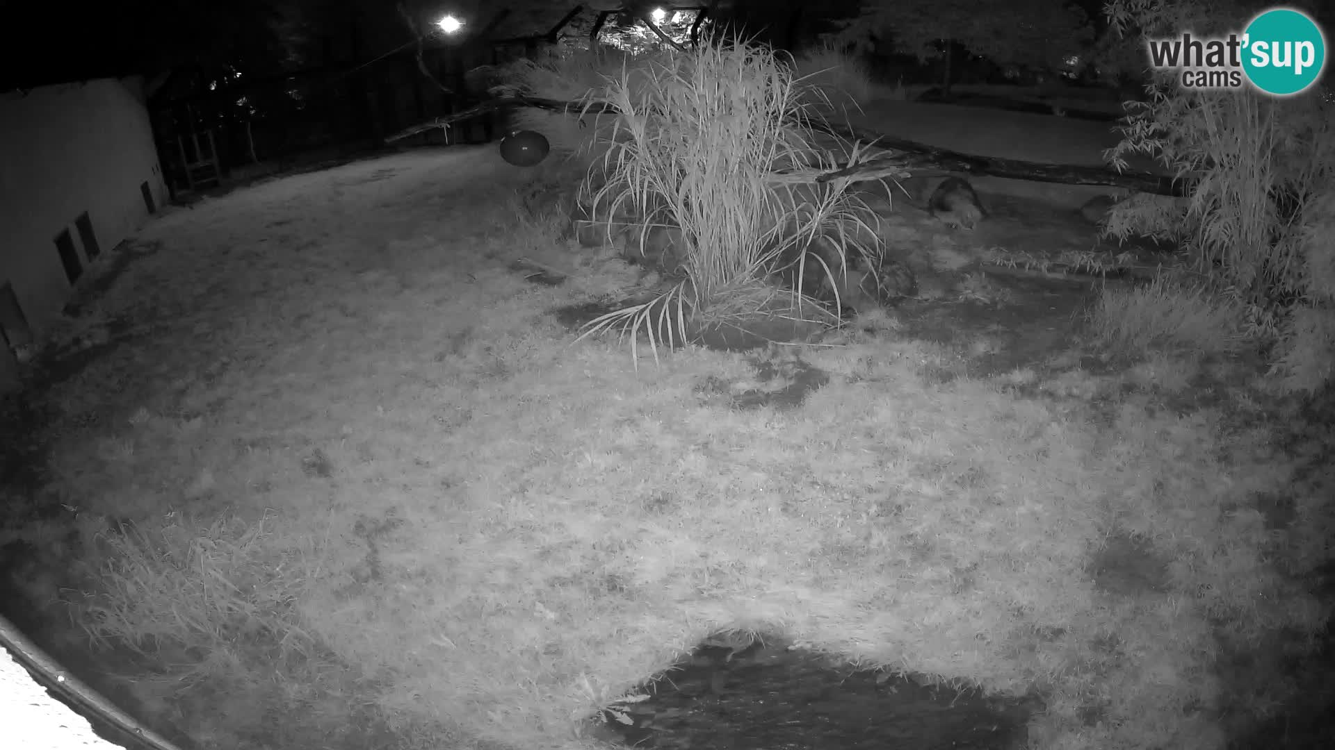 LION live Webcam in Ljubljana Zoo – Slovenia