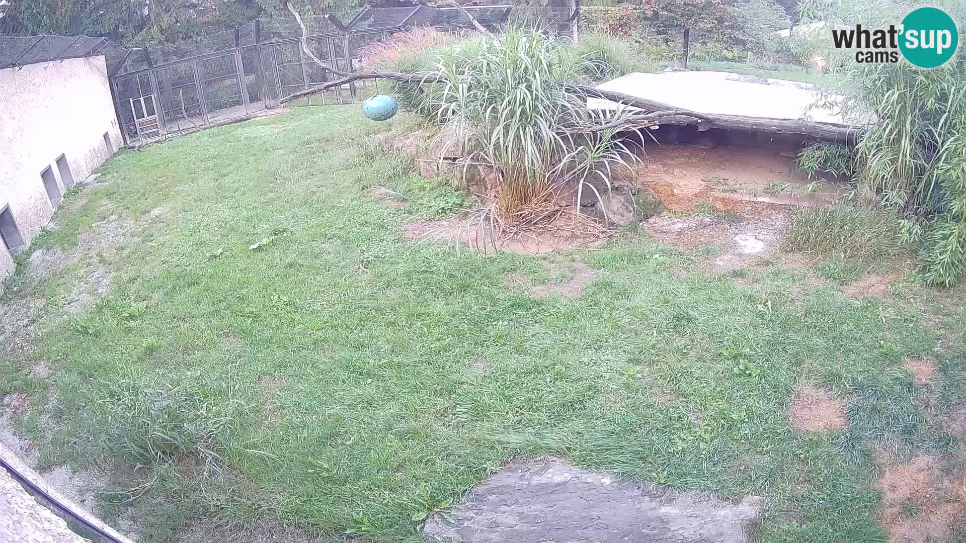 LION live Webcam in Ljubljana Zoo – Slovenia