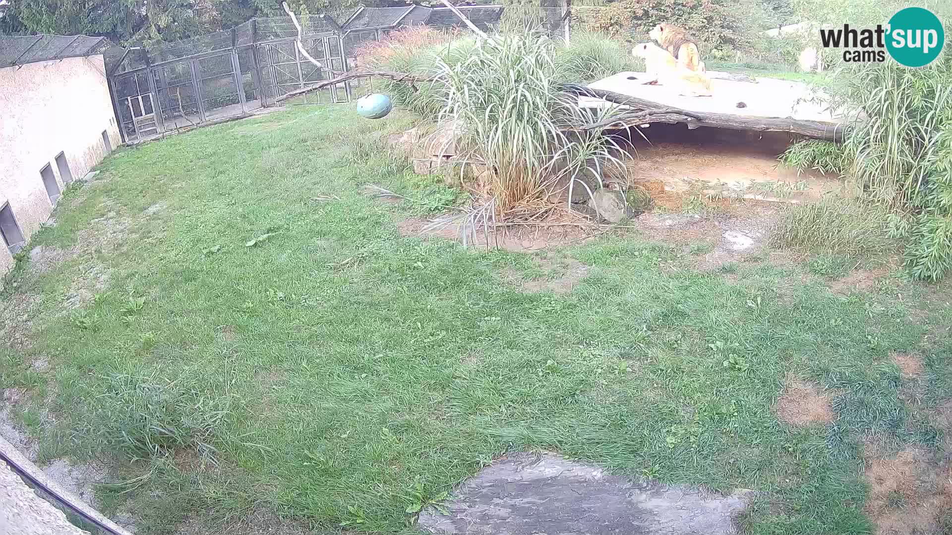 LION live Webcam in Ljubljana Zoo – Slovenia
