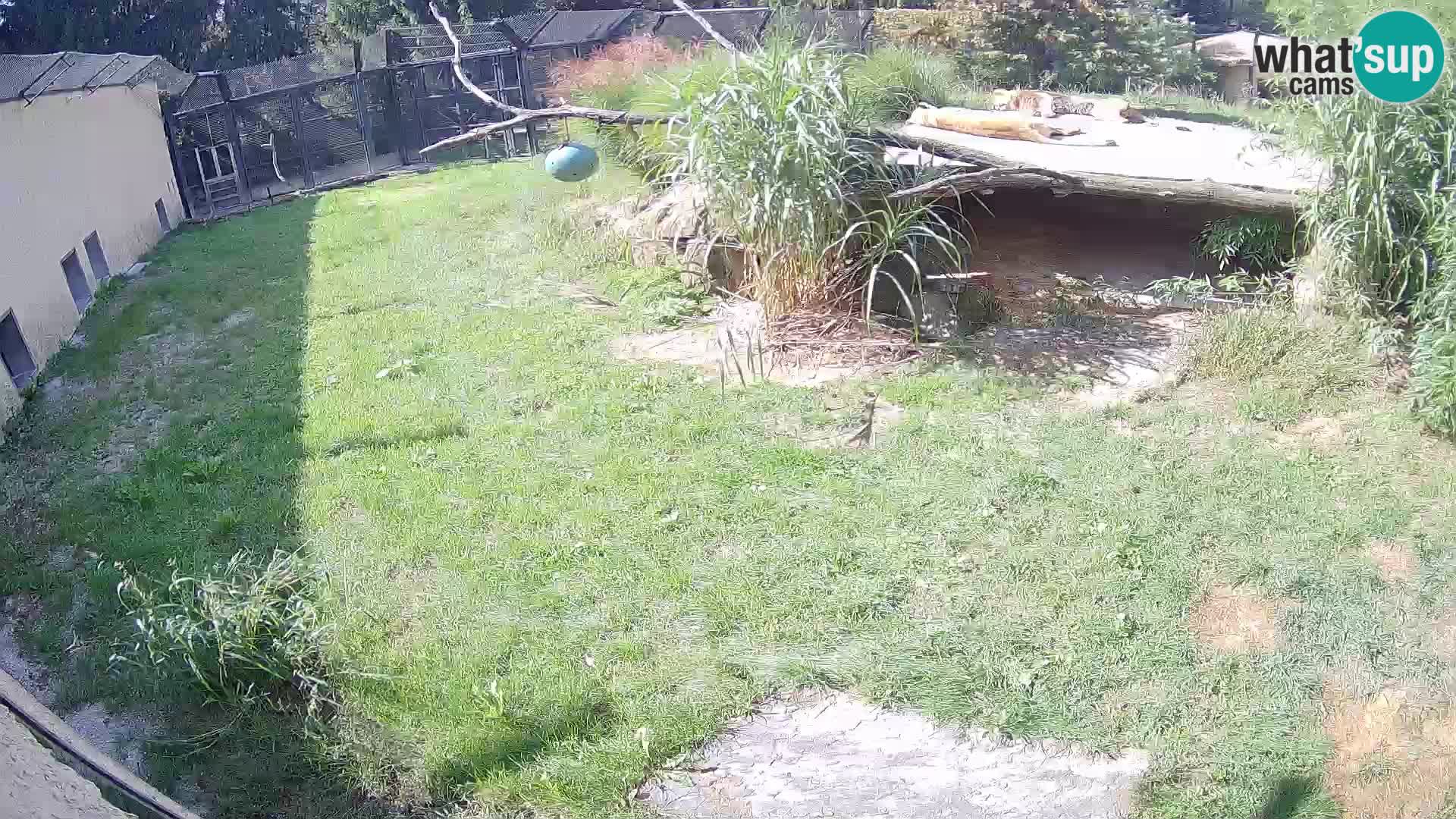LION live Webcam in Ljubljana Zoo – Slovenia