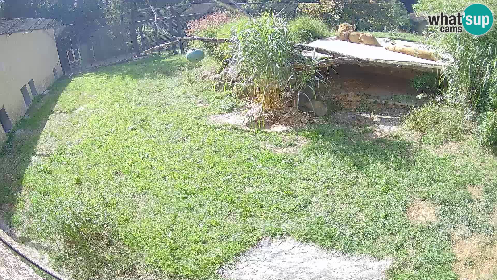 LION live Webcam in Ljubljana Zoo – Slovenia