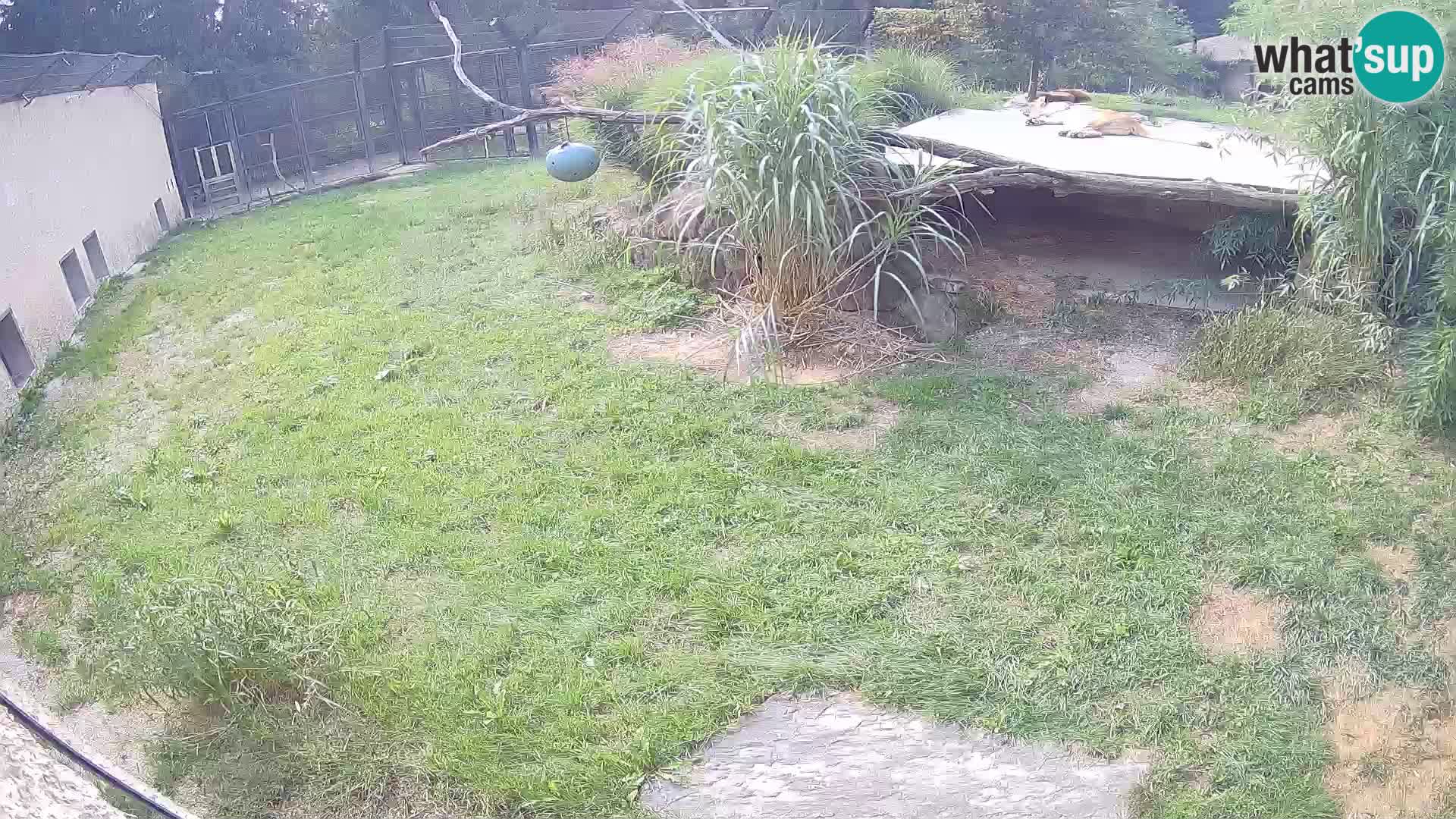 LEON Webcam en vivo en Ljubljana Zoo – Eslovenia