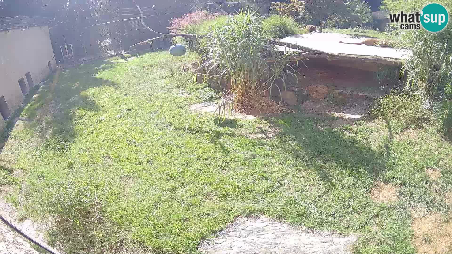 LION webcam en direct du zoo de Ljubljana – Slovénie