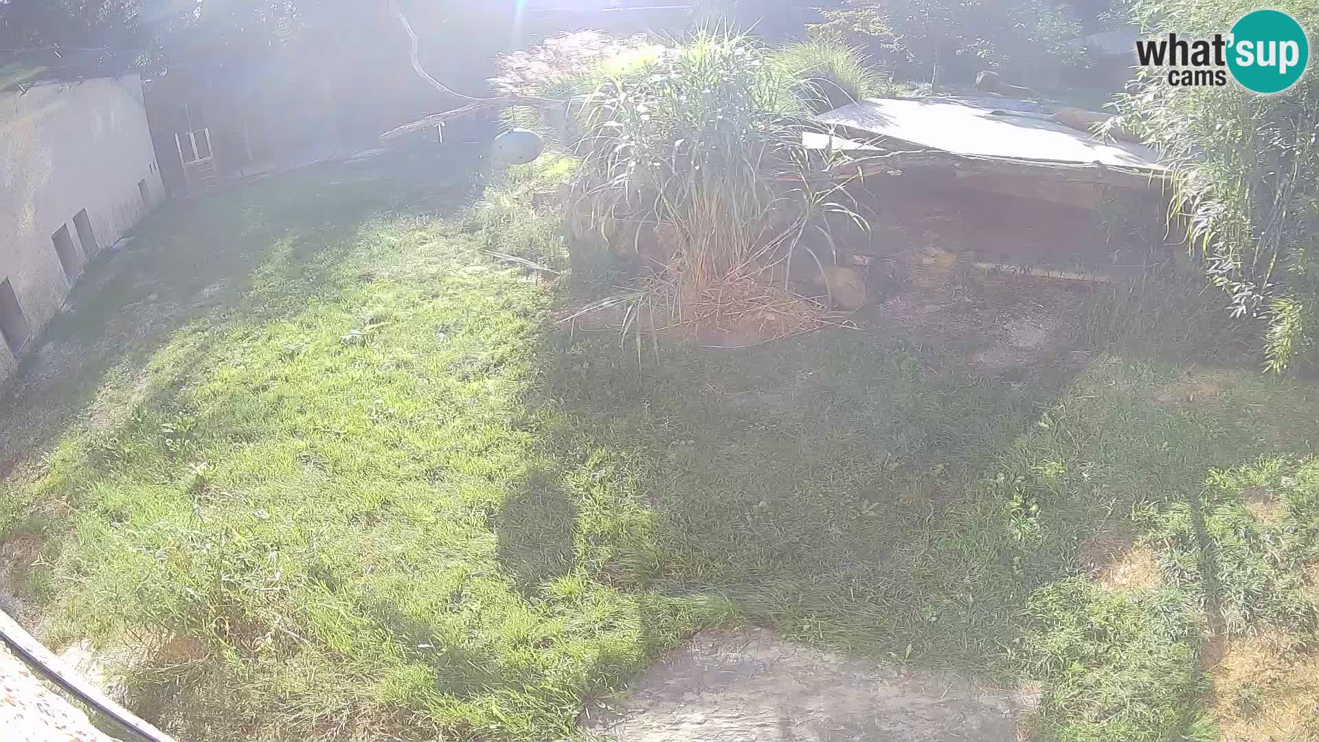 LION live Webcam in Ljubljana Zoo – Slovenia