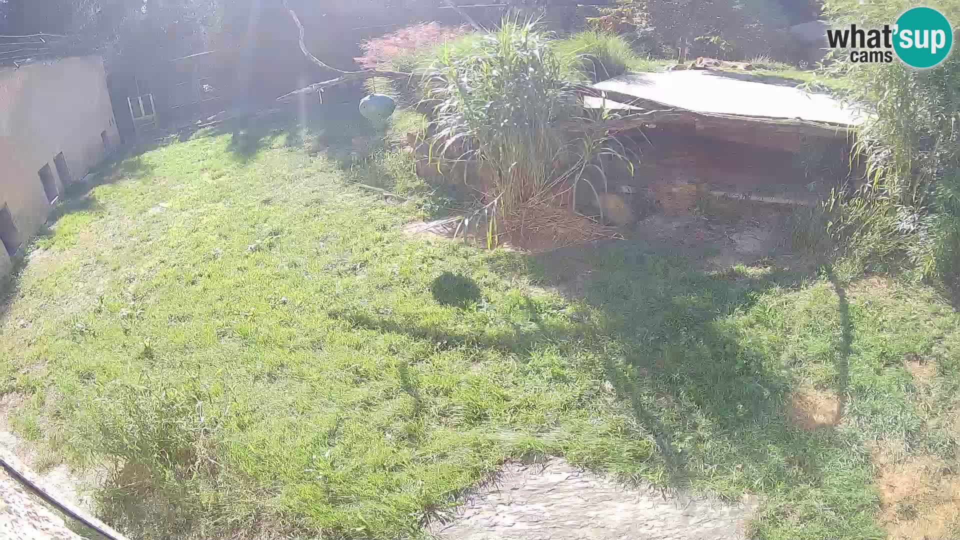 LION live Webcam in Ljubljana Zoo – Slovenia