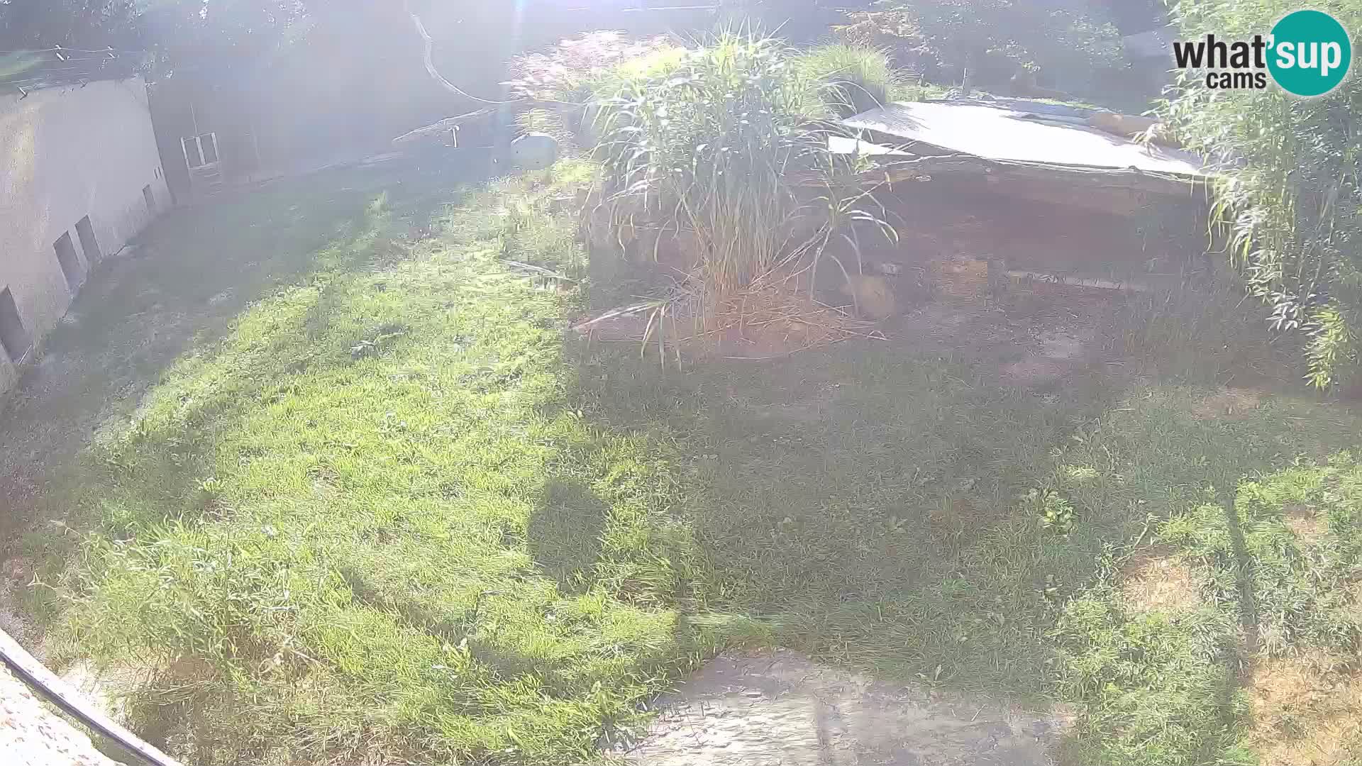 Löwe live Webcam im Zoo von Ljubljana – Slowenien