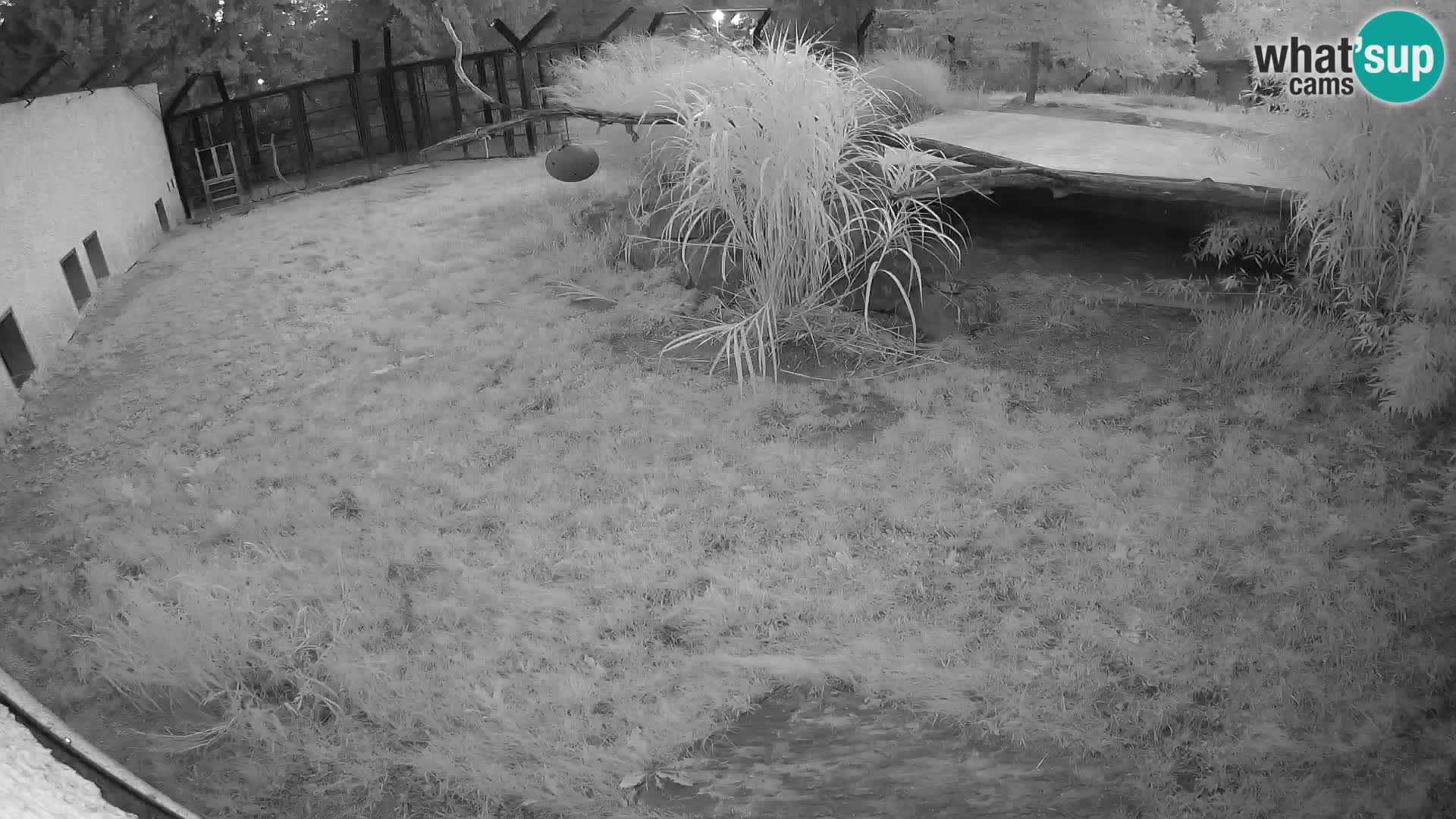 LEONE live Webcam nello zoo di Lubiana – Slovenia