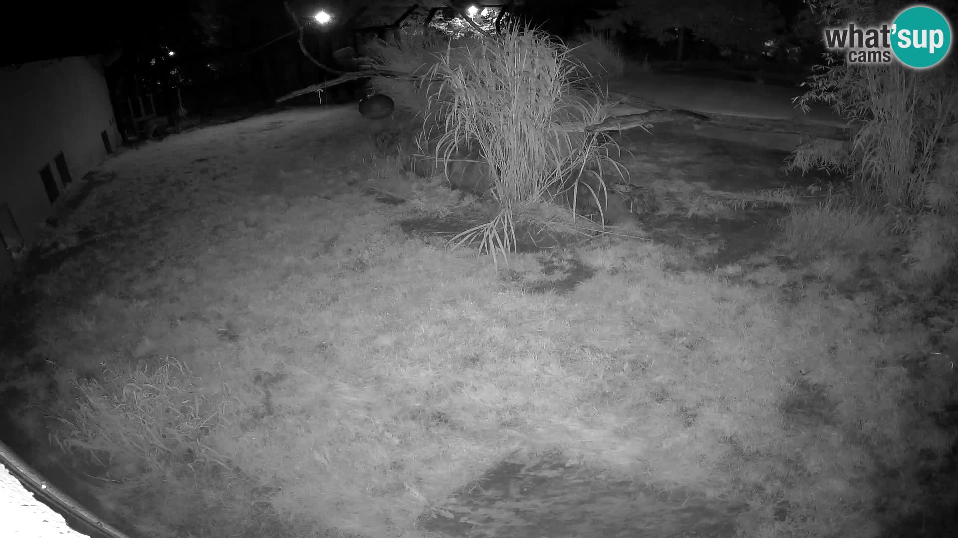 LEONE live Webcam nello zoo di Lubiana – Slovenia