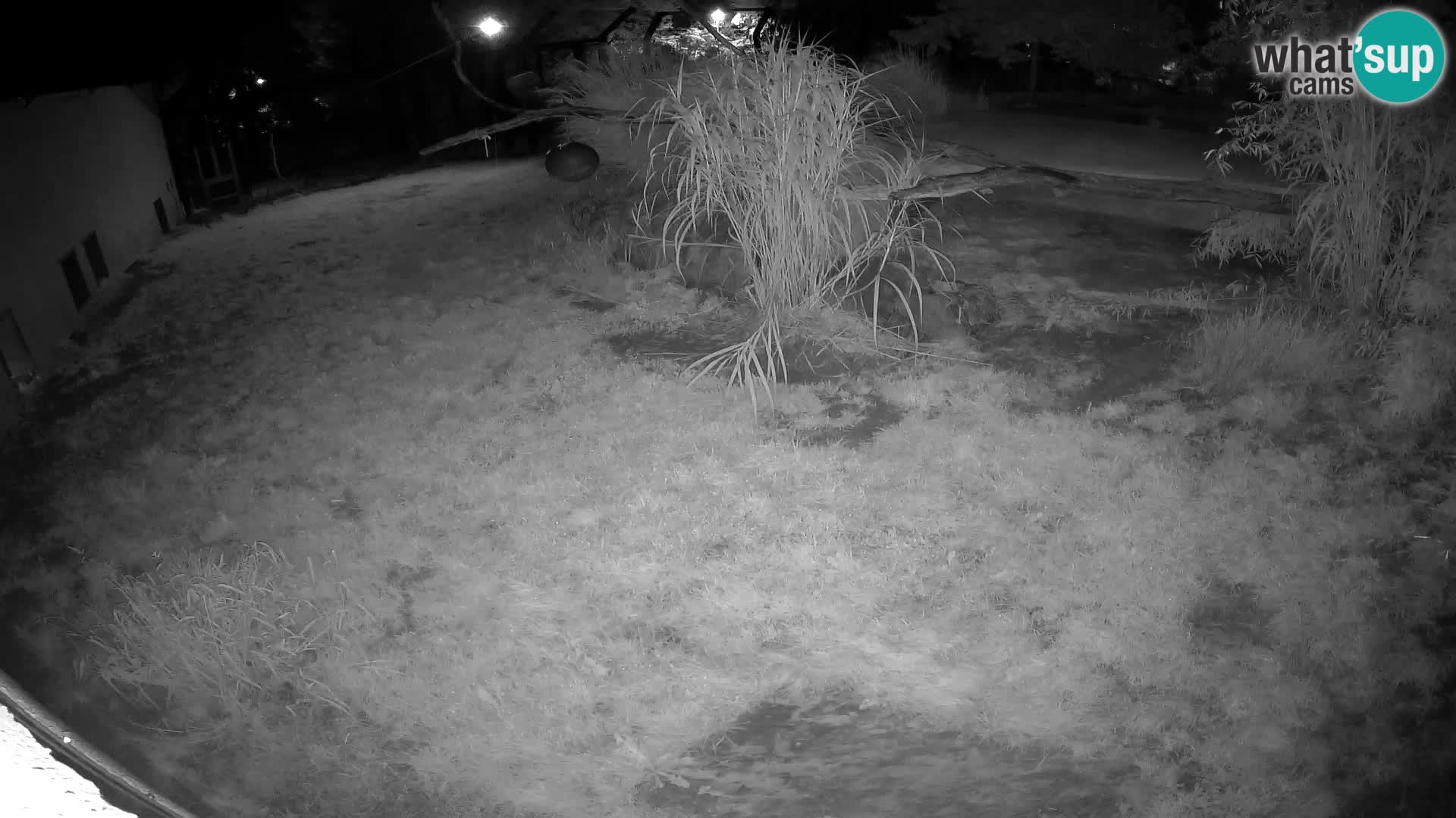 LEONE live Webcam nello zoo di Lubiana – Slovenia