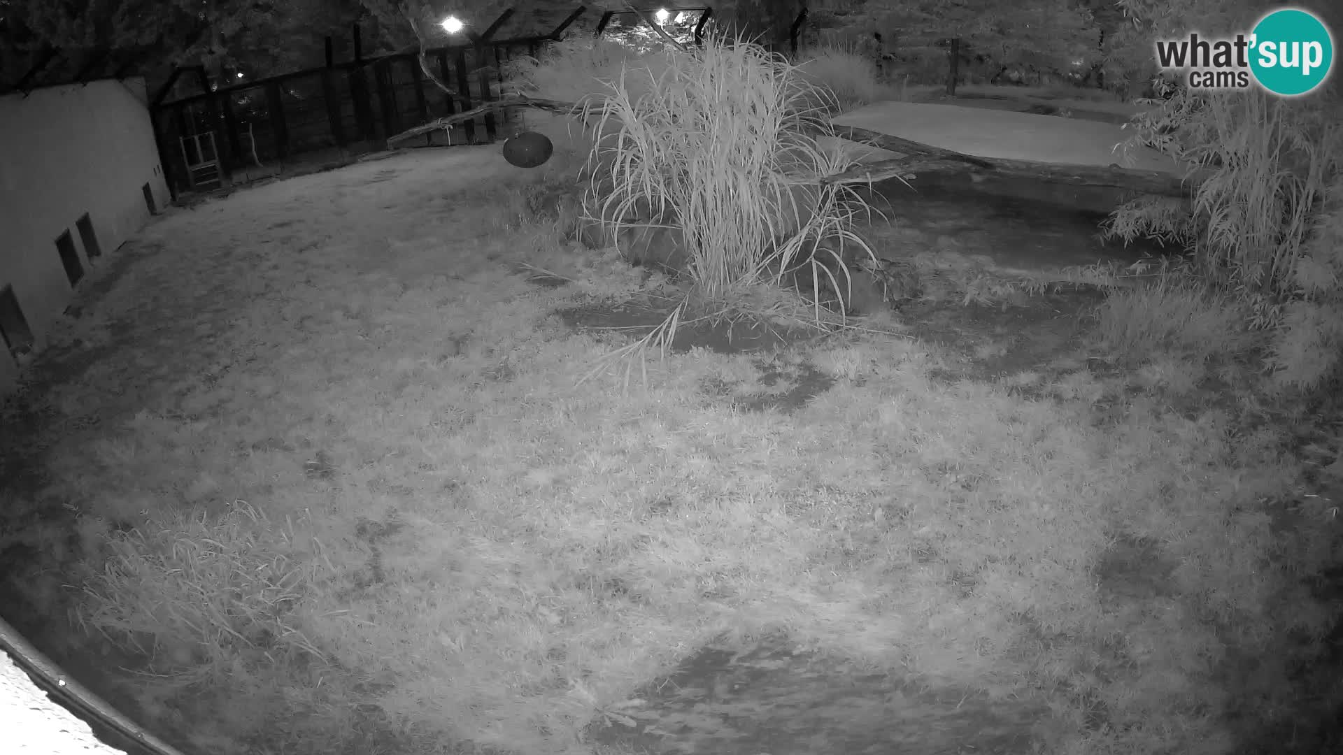 LEON Webcam en vivo en Ljubljana Zoo – Eslovenia