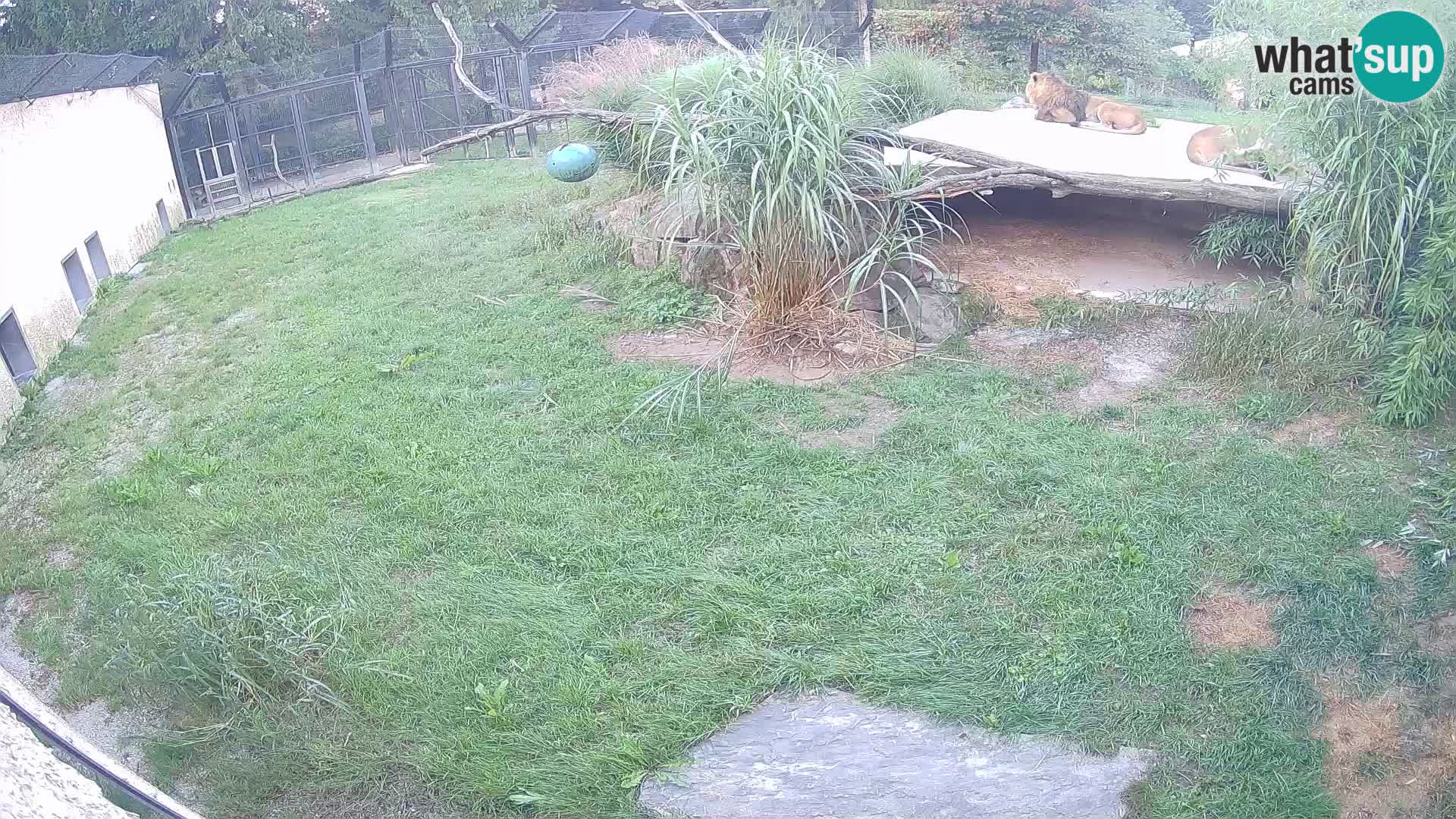 Lavovi web kamera uživo u ljubljanskom zoološkom vrtu – Slovenija