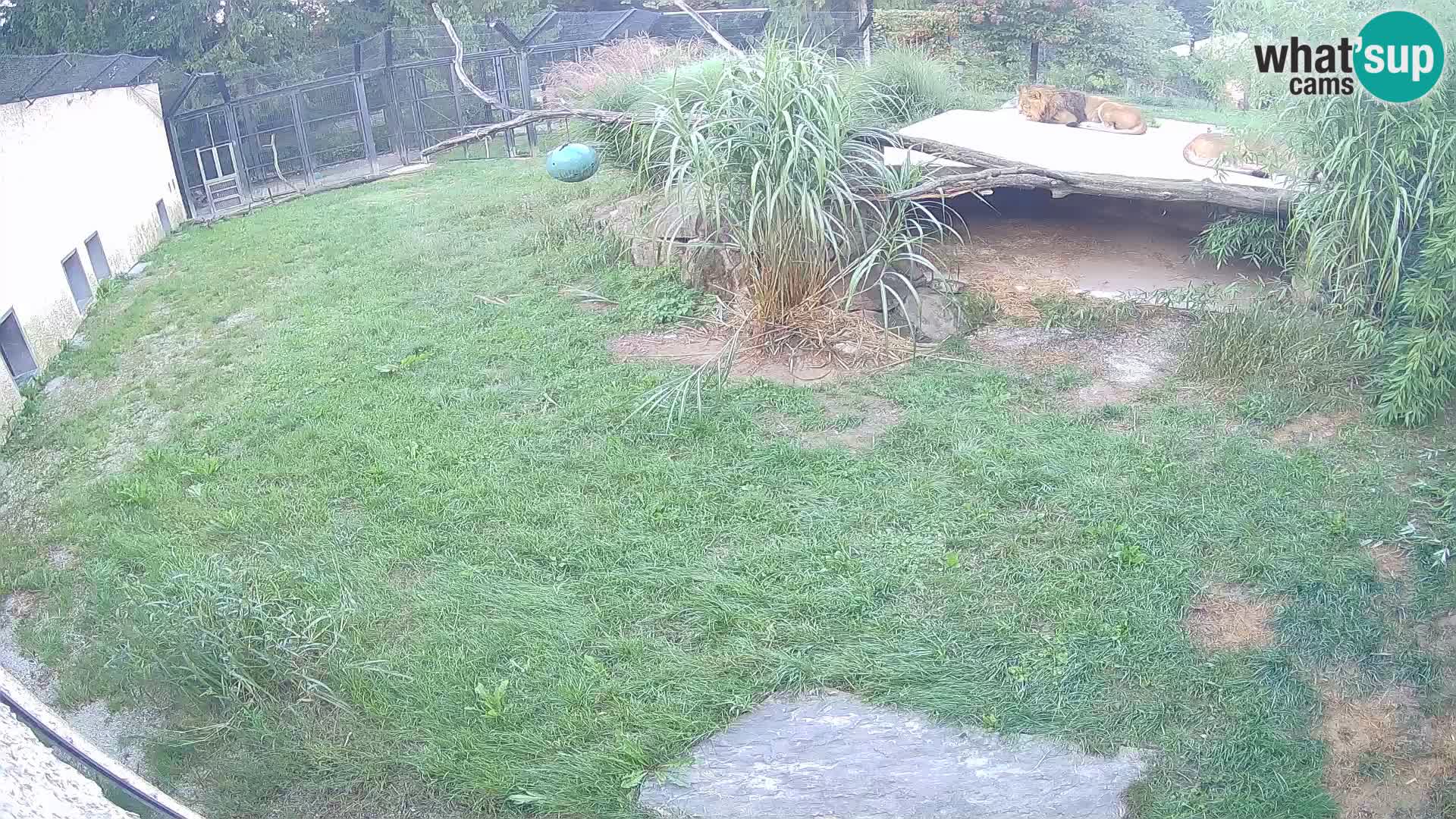 LEONE live Webcam nello zoo di Lubiana – Slovenia