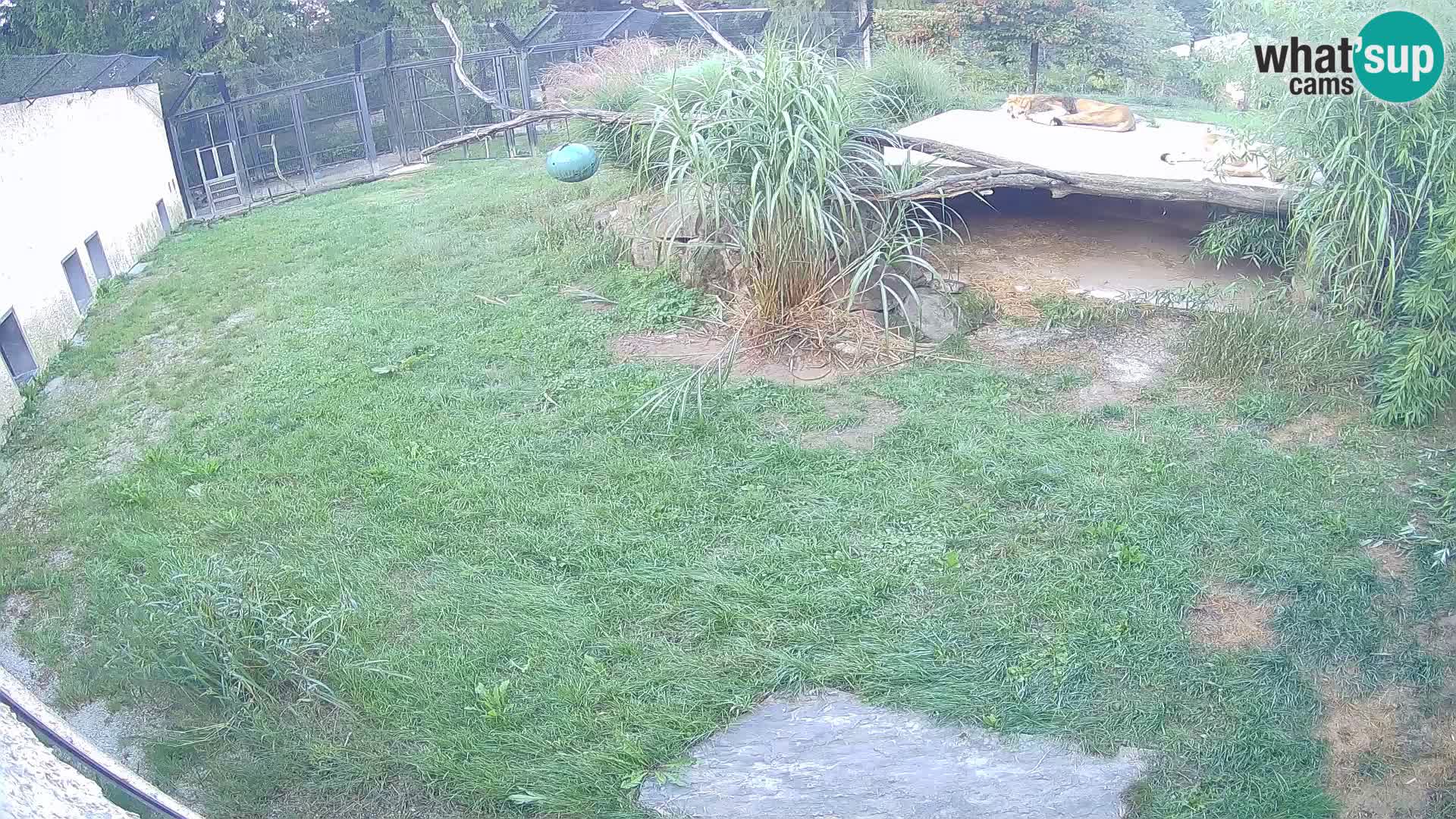 LION live Webcam in Ljubljana Zoo – Slovenia
