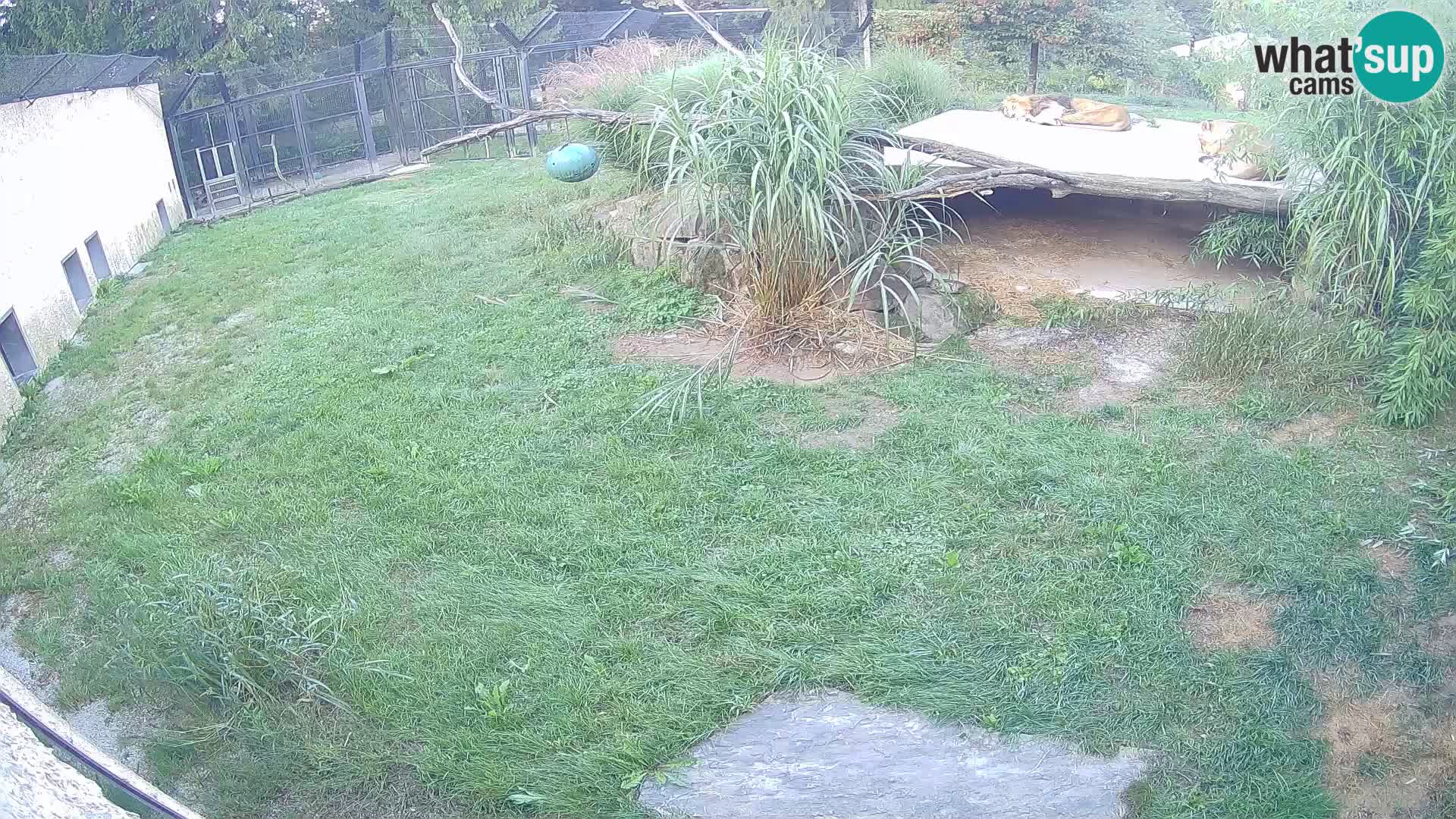 Lavovi web kamera uživo u ljubljanskom zoološkom vrtu – Slovenija