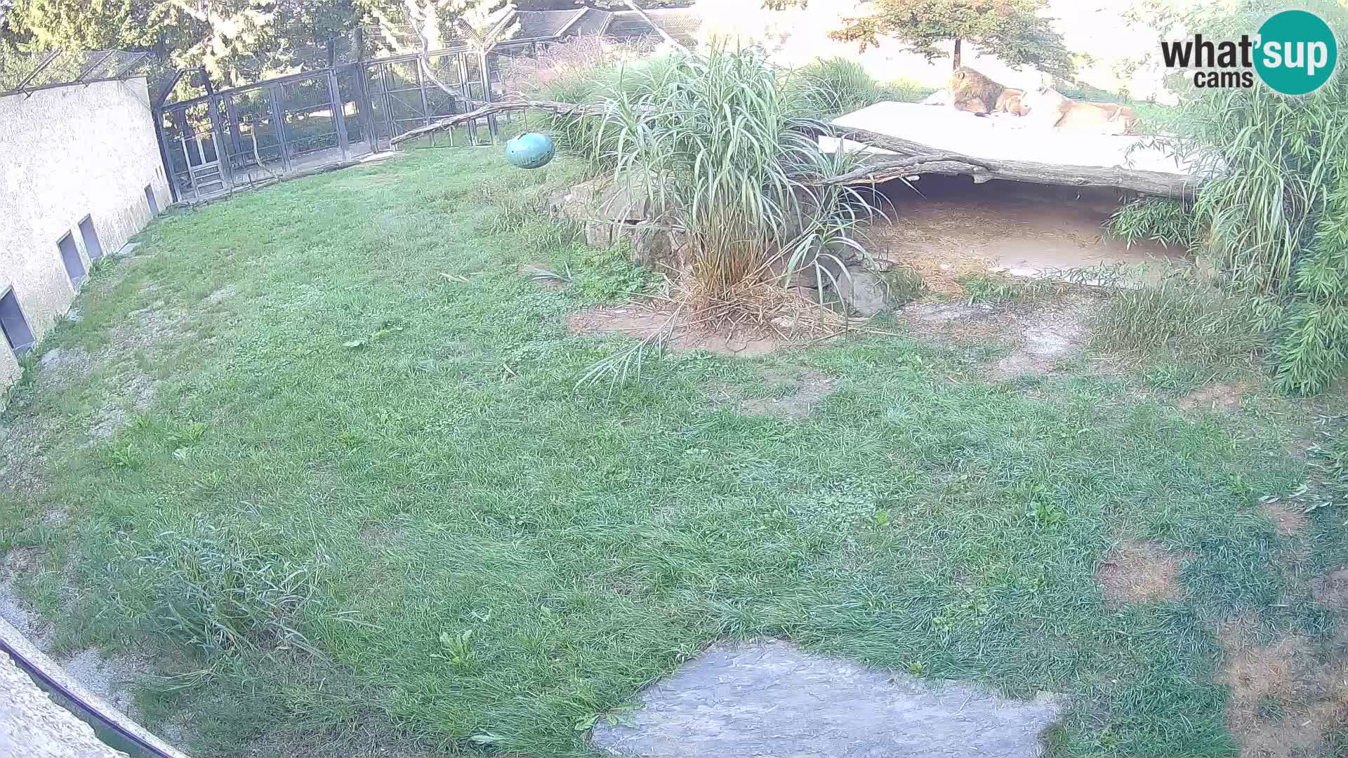 LION live Webcam in Ljubljana Zoo – Slovenia