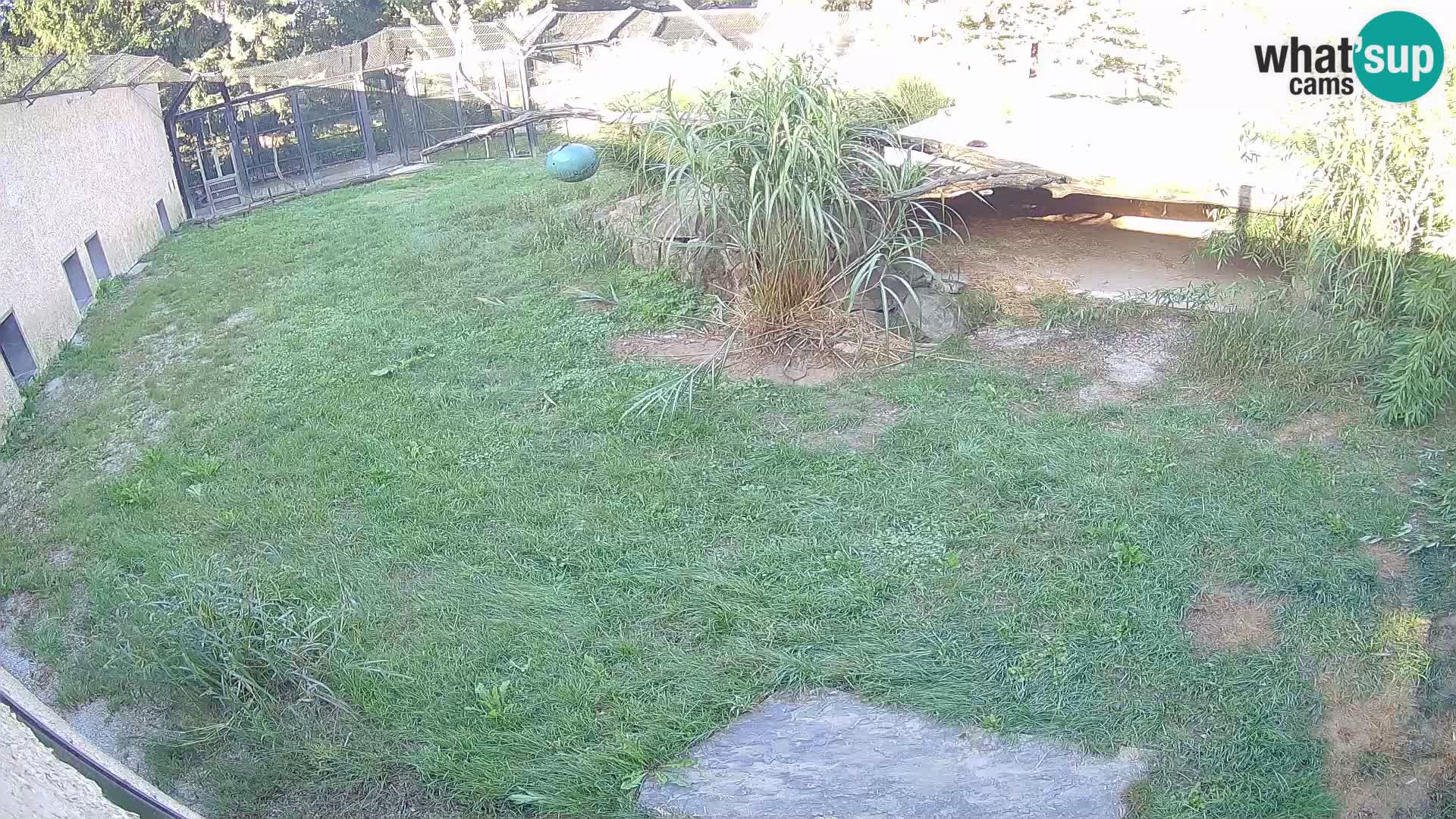 Löwe live Webcam im Zoo von Ljubljana – Slowenien