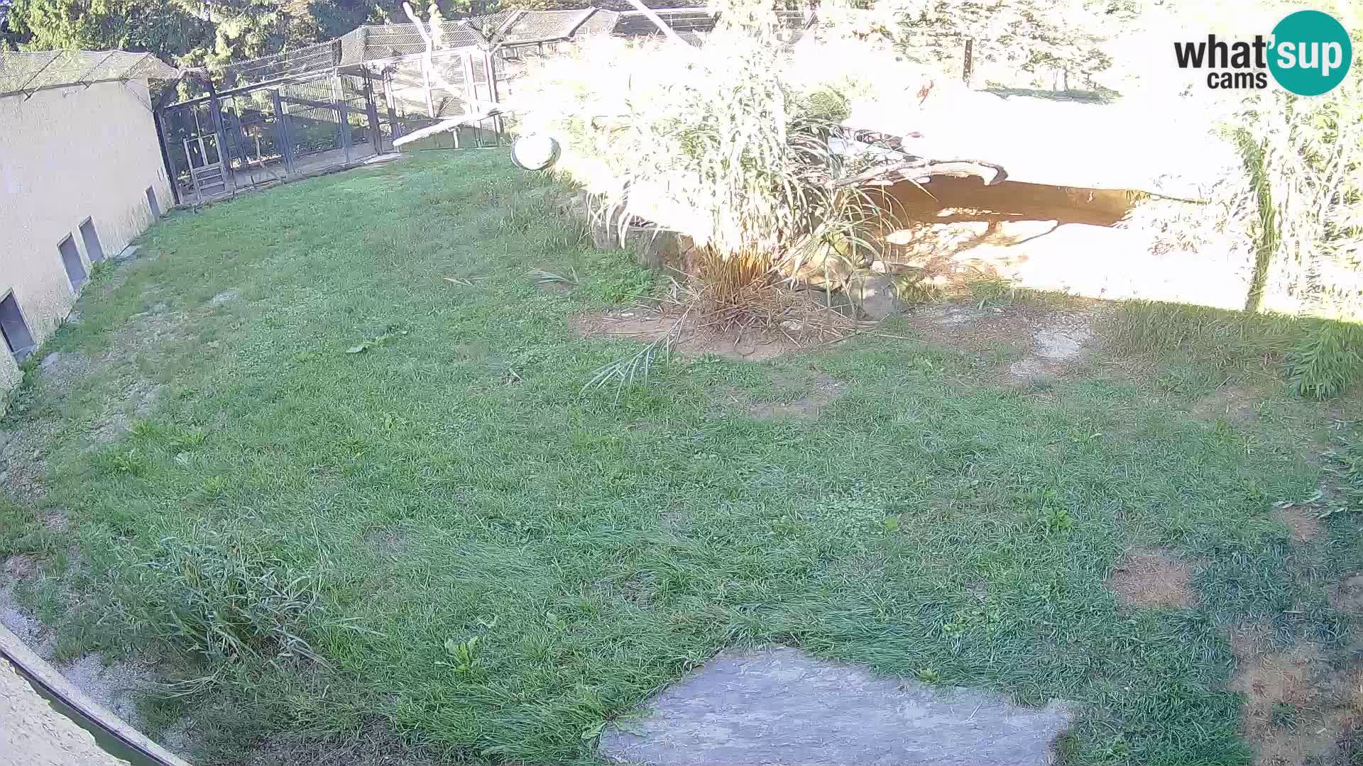 LEON Webcam en vivo en Ljubljana Zoo – Eslovenia