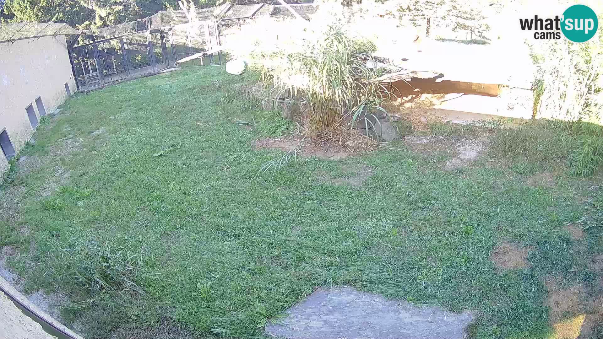 Löwe live Webcam im Zoo von Ljubljana – Slowenien