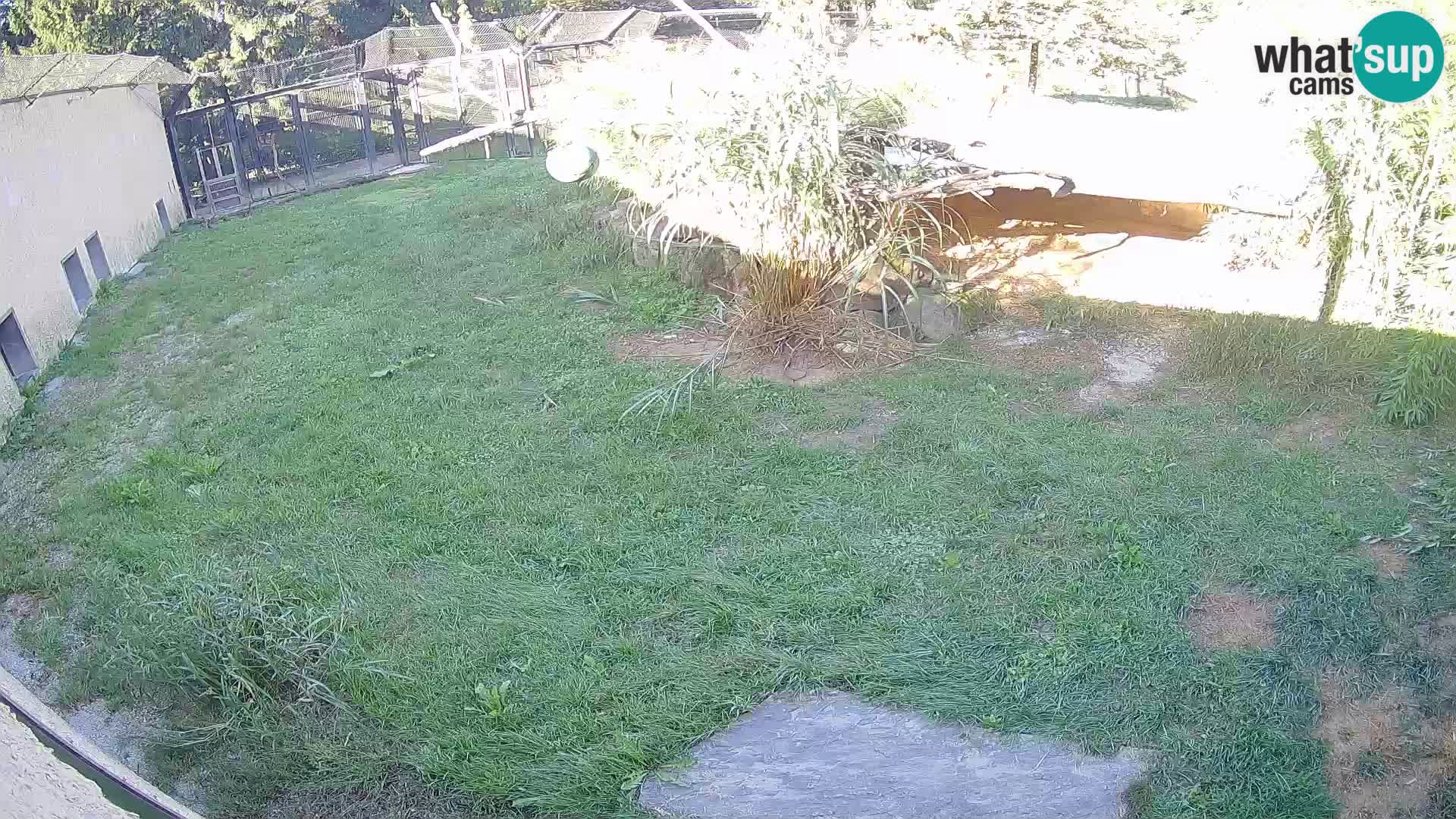LION webcam en direct du zoo de Ljubljana – Slovénie