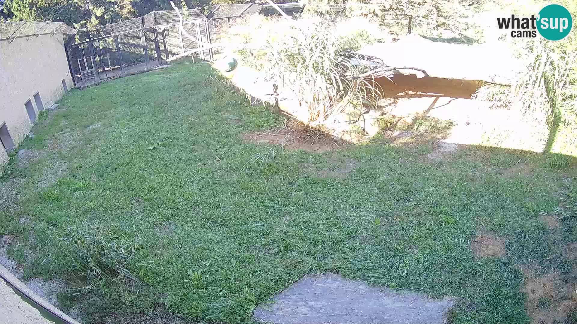 LEON Webcam en vivo en Ljubljana Zoo – Eslovenia