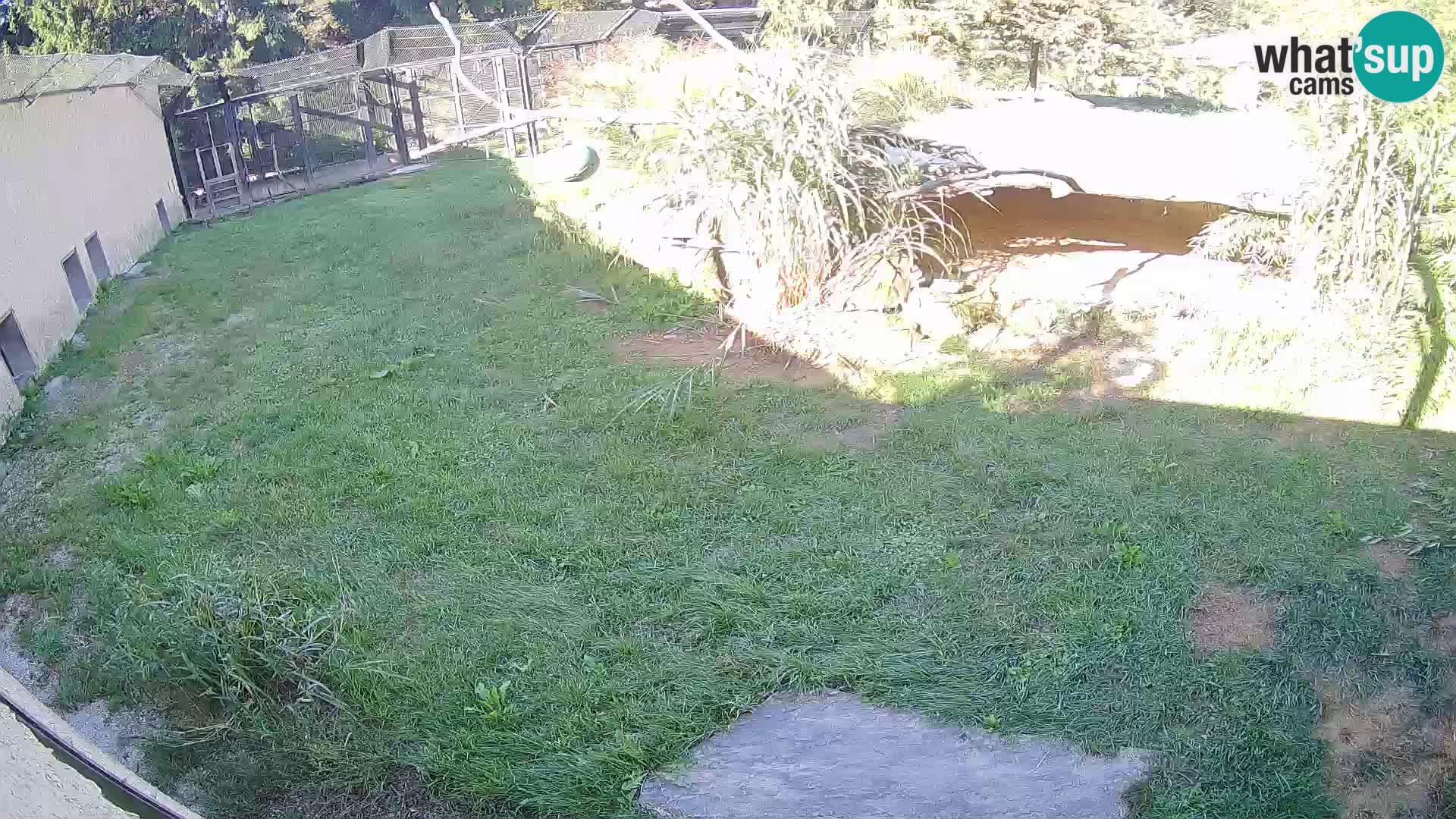LION live Webcam in Ljubljana Zoo – Slovenia
