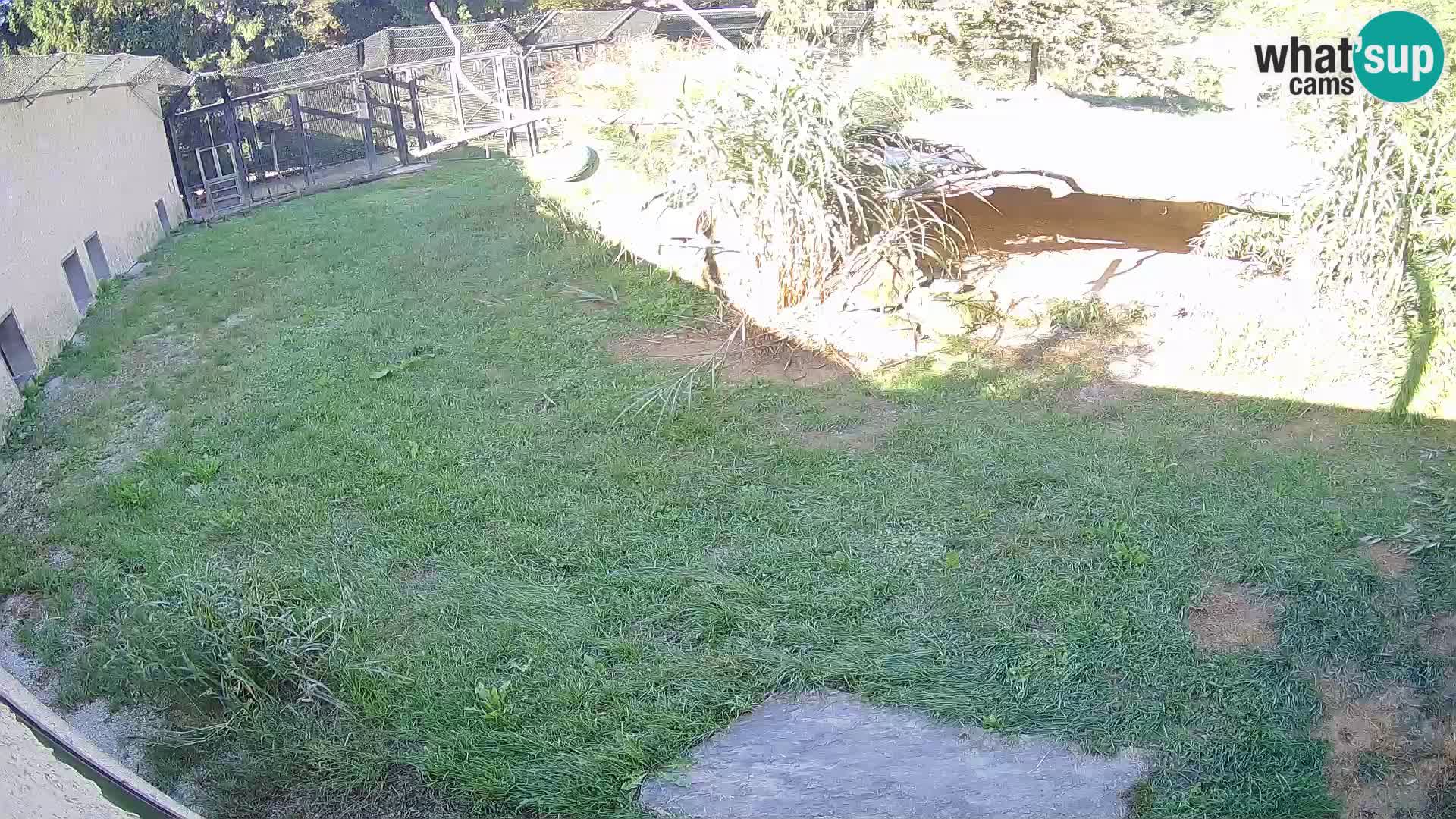 LION live Webcam in Ljubljana Zoo – Slovenia