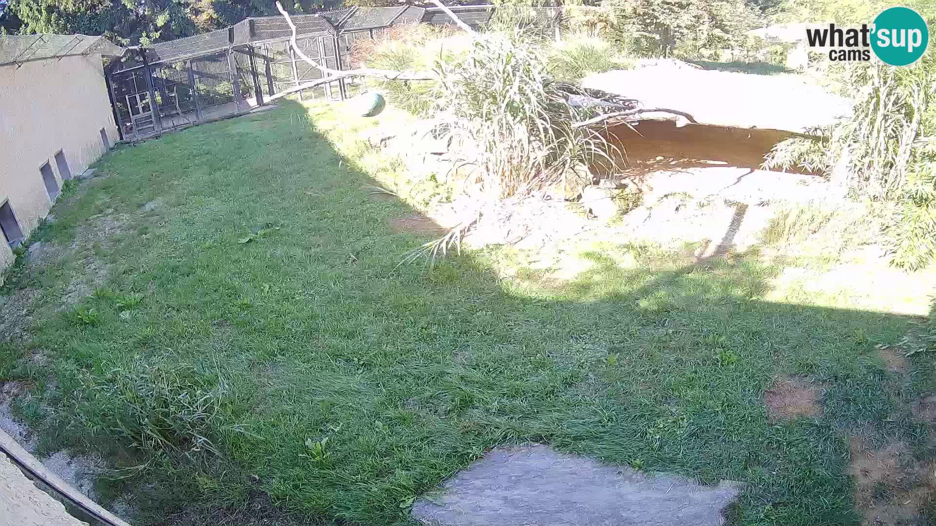 Löwe live Webcam im Zoo von Ljubljana – Slowenien