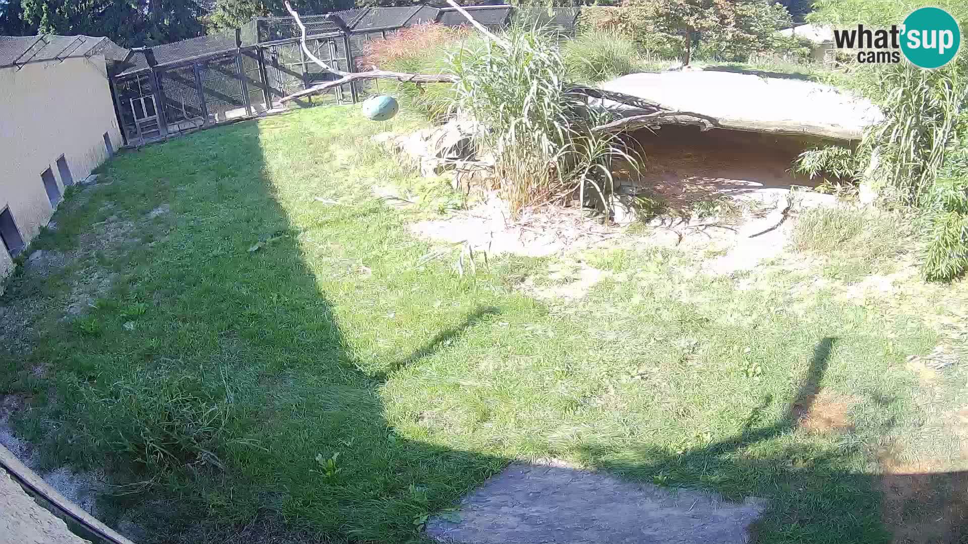 Lavovi web kamera uživo u ljubljanskom zoološkom vrtu – Slovenija