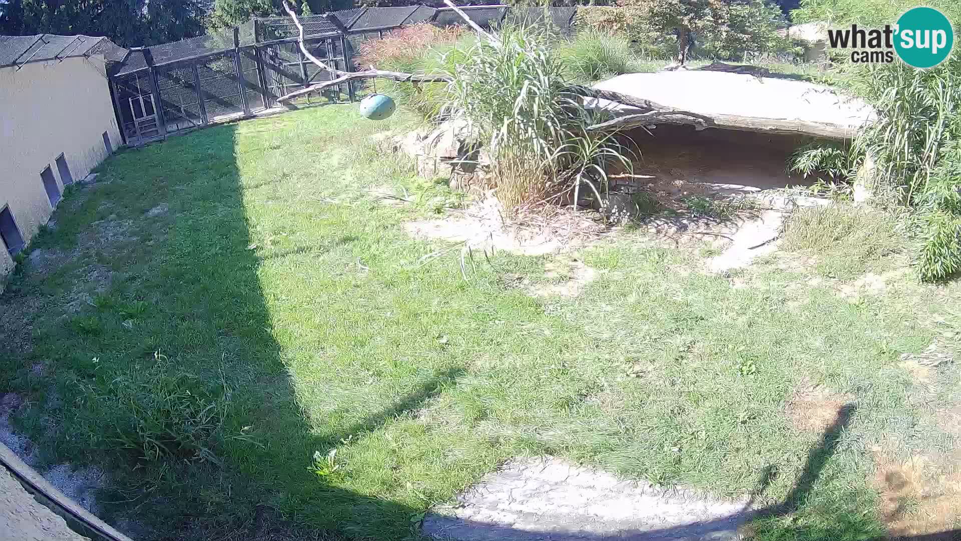 LION live Webcam in Ljubljana Zoo – Slovenia