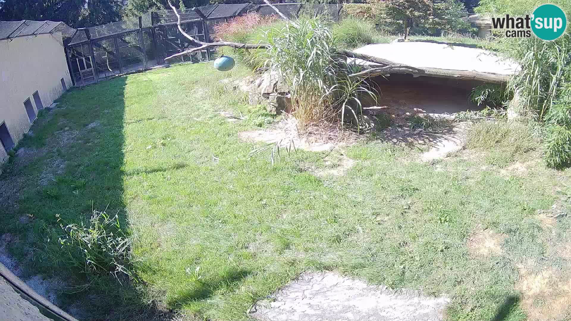 LION webcam en direct du zoo de Ljubljana – Slovénie