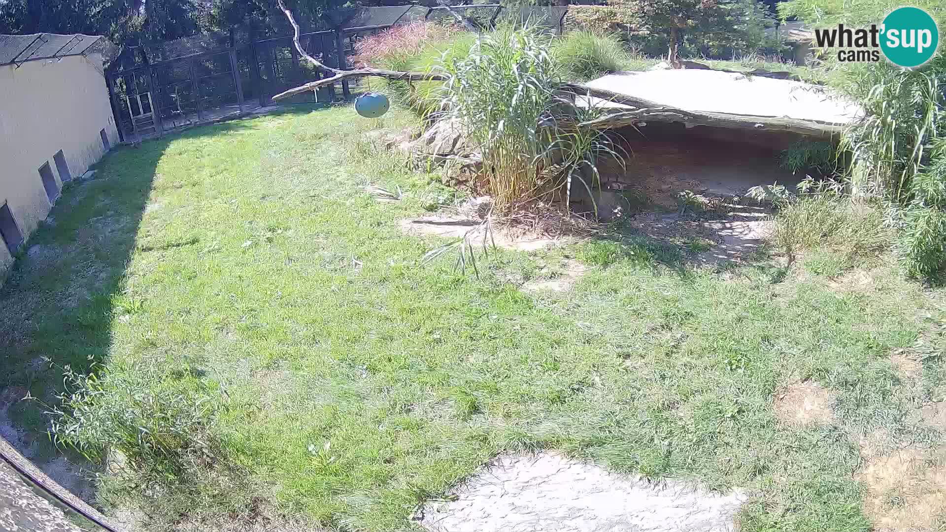 LION webcam en direct du zoo de Ljubljana – Slovénie