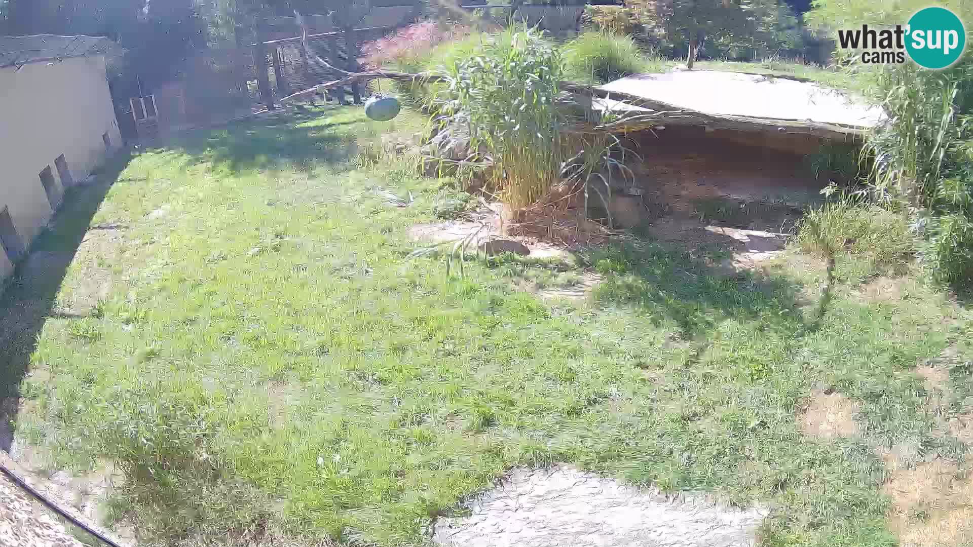 Löwe live Webcam im Zoo von Ljubljana – Slowenien