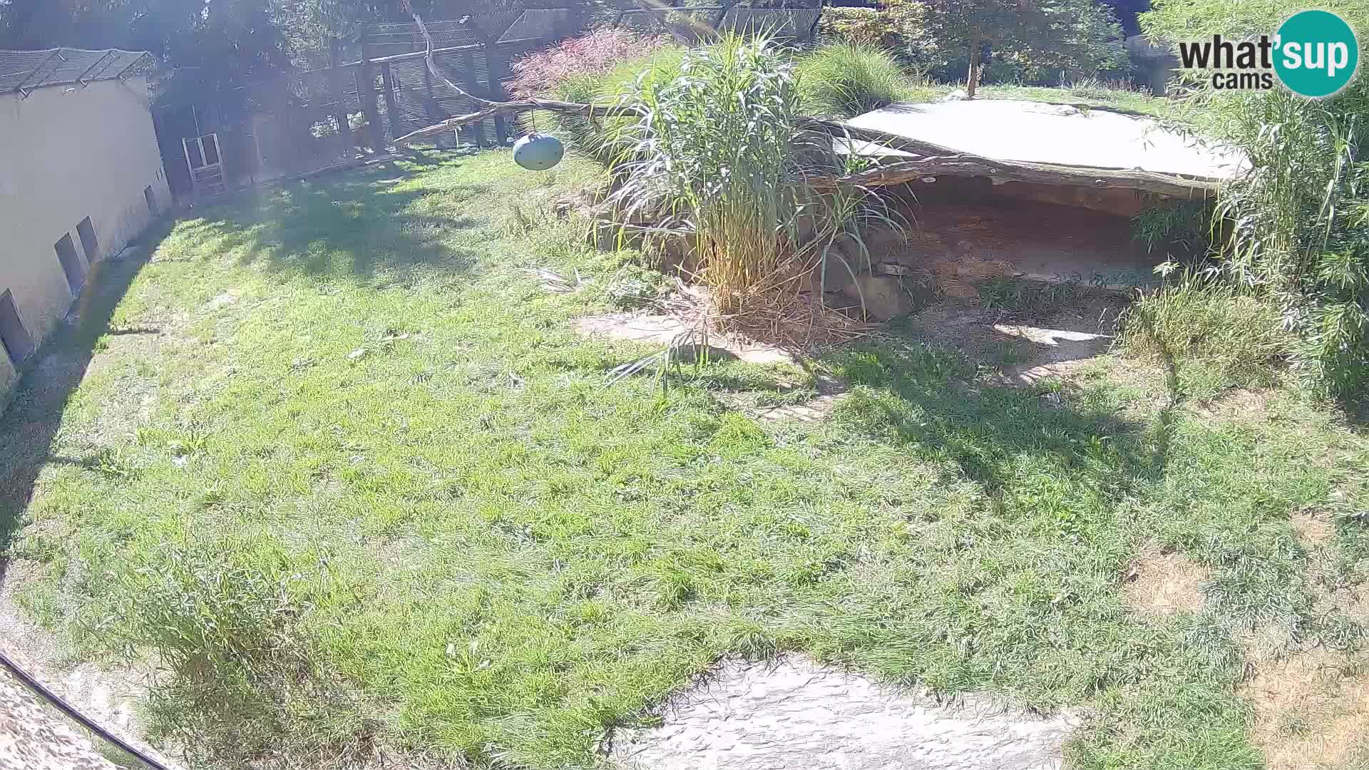 LION webcam en direct du zoo de Ljubljana – Slovénie
