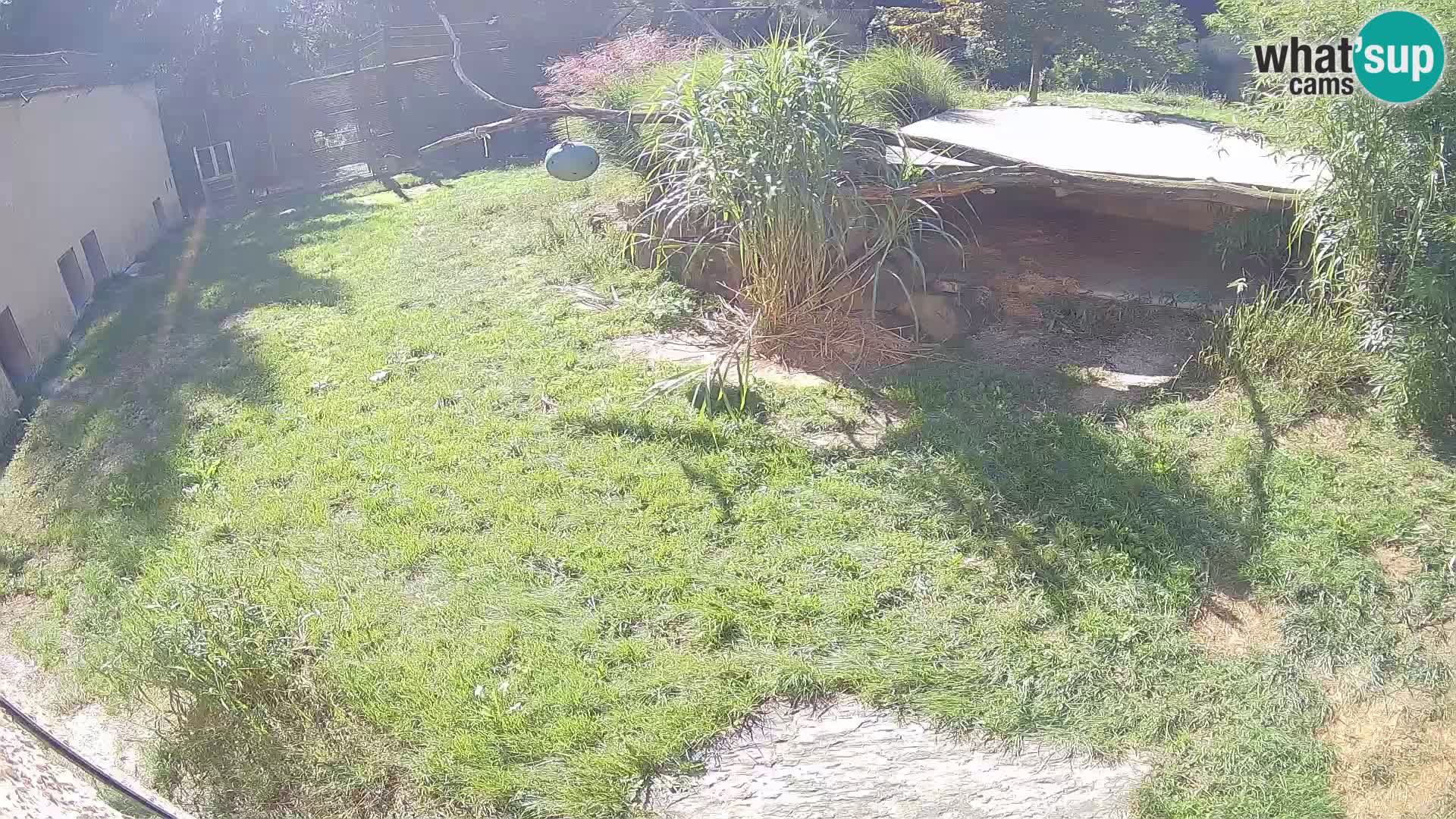 LION live Webcam in Ljubljana Zoo – Slovenia