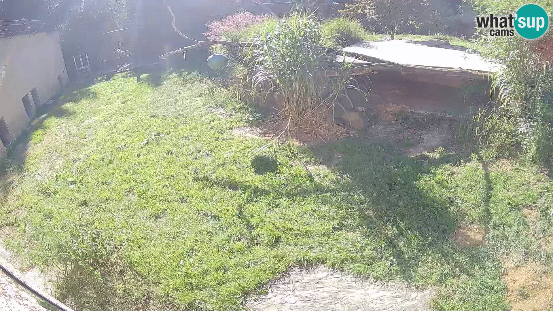 LEON Webcam en vivo en Ljubljana Zoo – Eslovenia