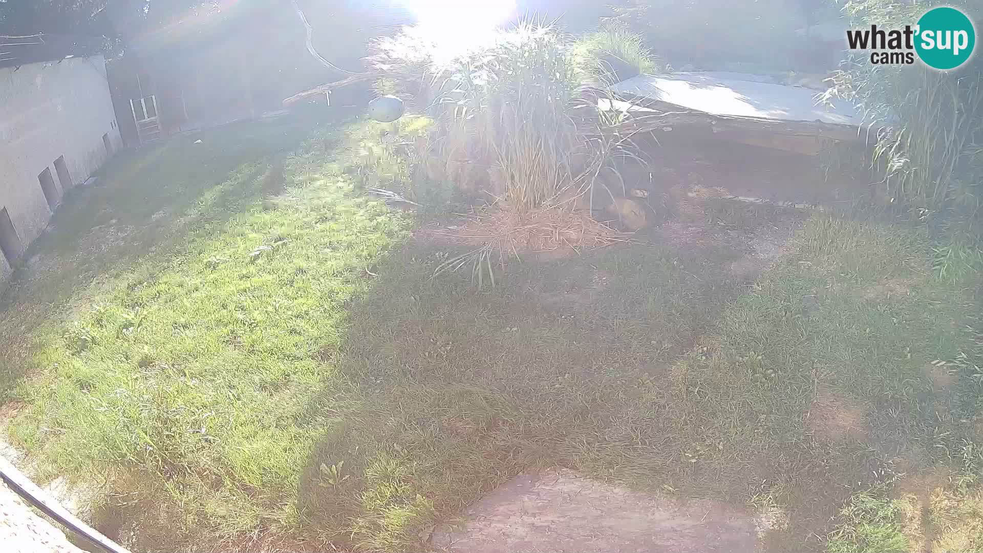 LEONE live Webcam nello zoo di Lubiana – Slovenia