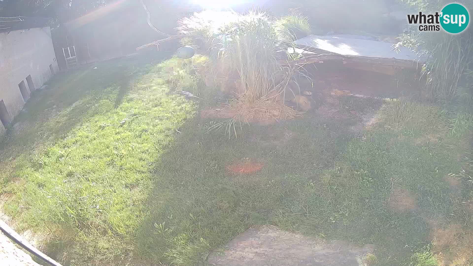 LION webcam en direct du zoo de Ljubljana – Slovénie