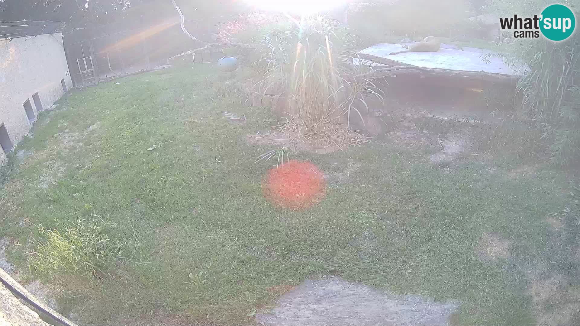 Löwe live Webcam im Zoo von Ljubljana – Slowenien