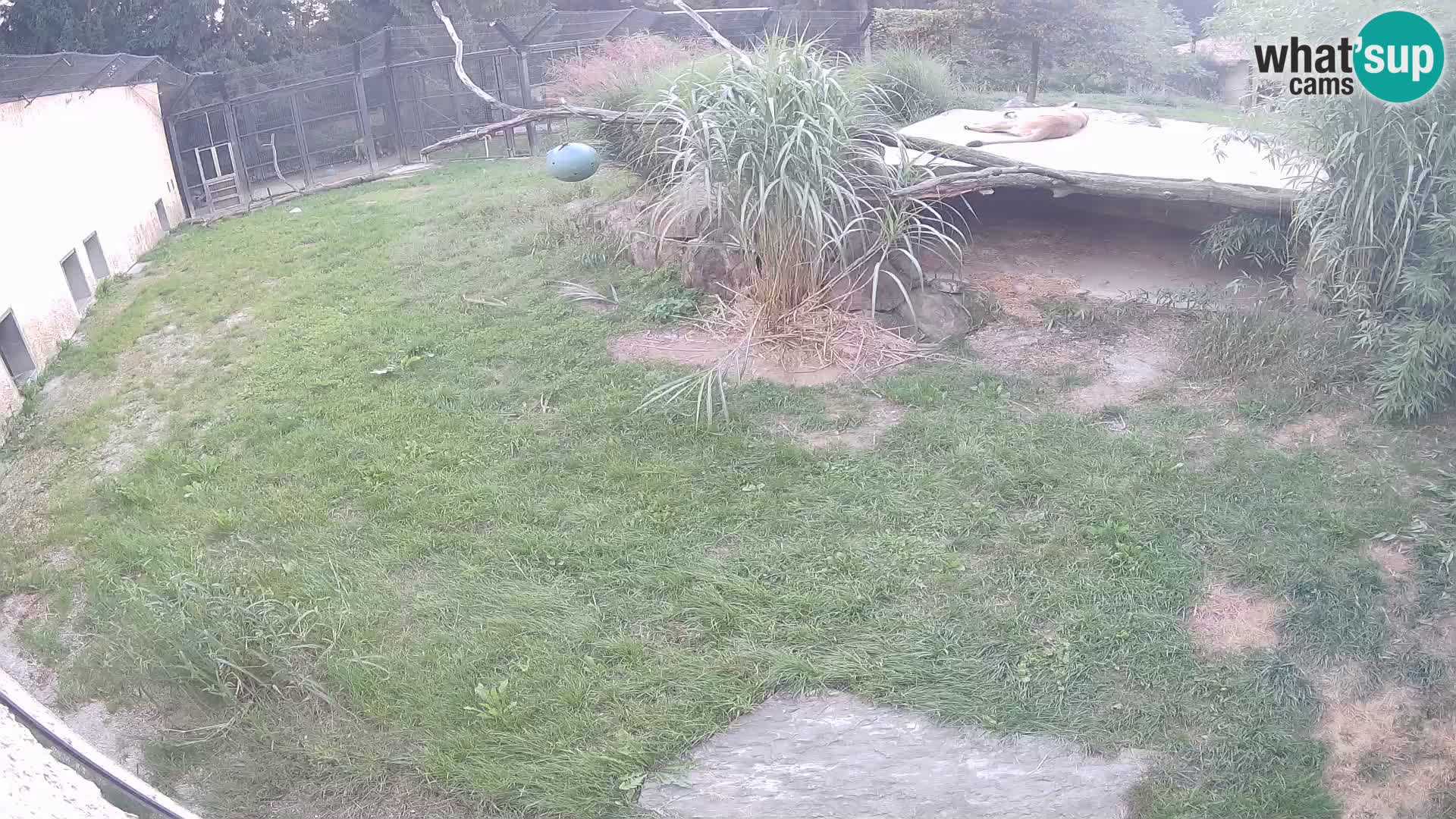 Löwe live Webcam im Zoo von Ljubljana – Slowenien