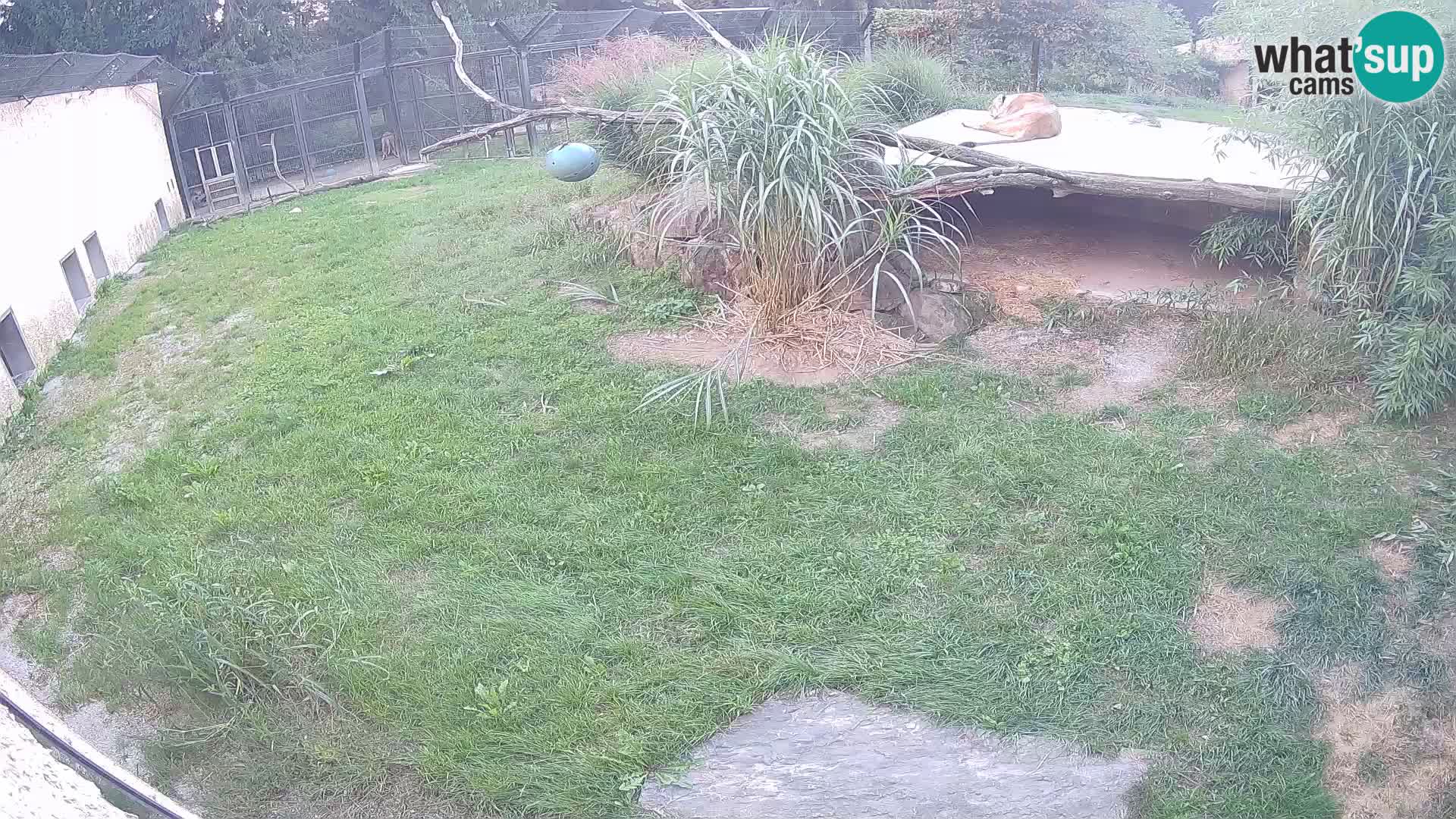 Löwe live Webcam im Zoo von Ljubljana – Slowenien