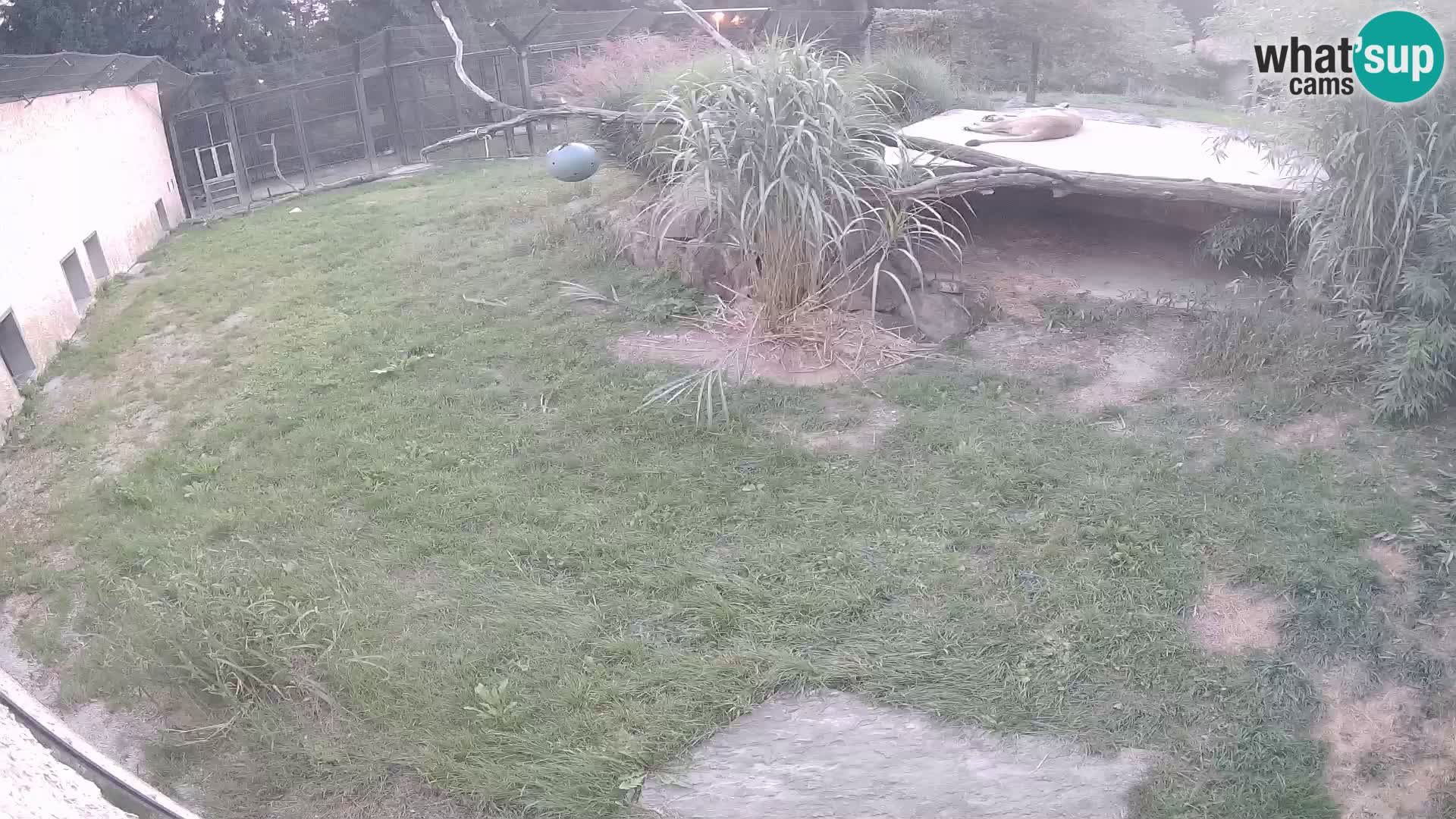 Löwe live Webcam im Zoo von Ljubljana – Slowenien