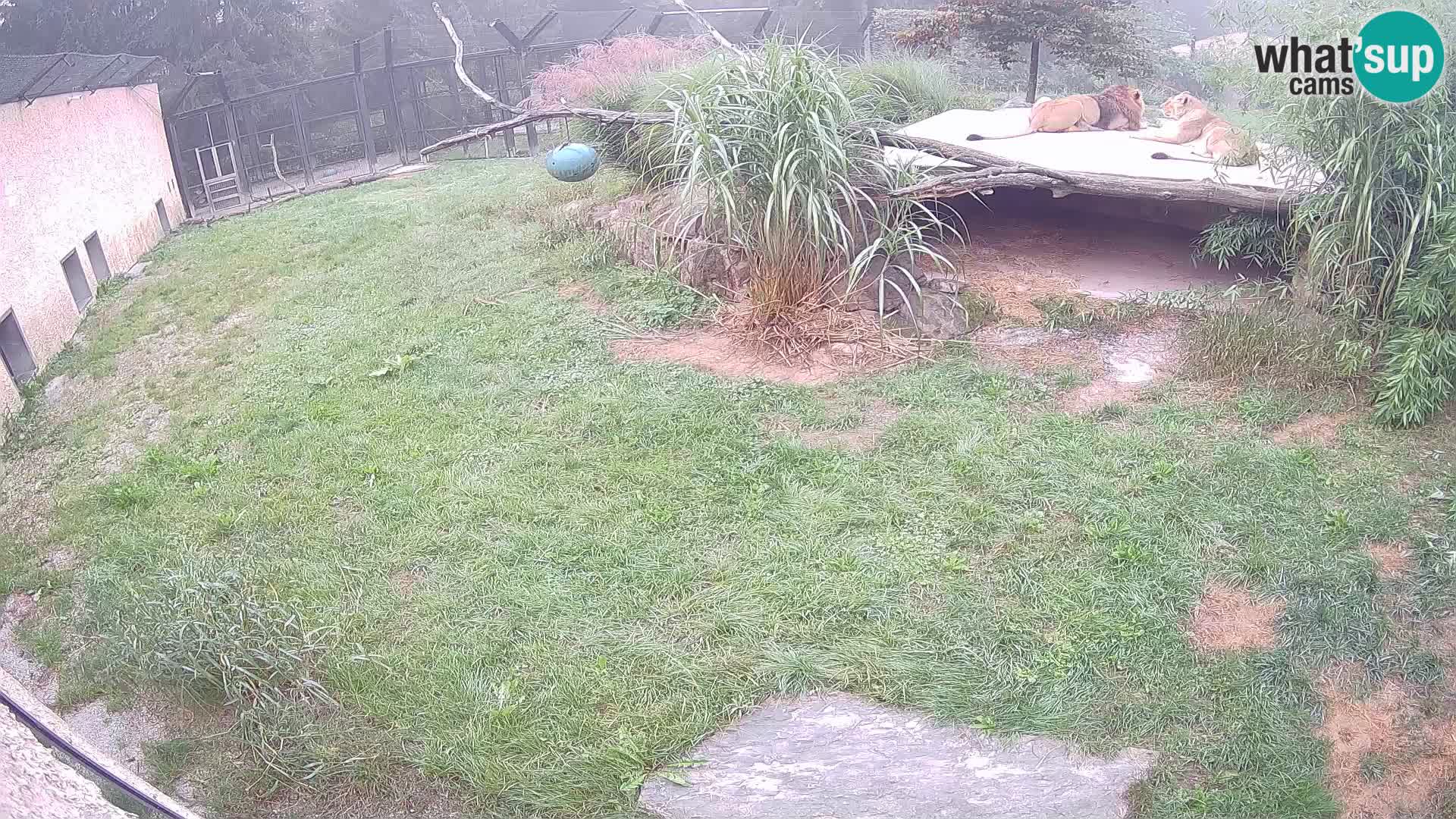 LION webcam en direct du zoo de Ljubljana – Slovénie