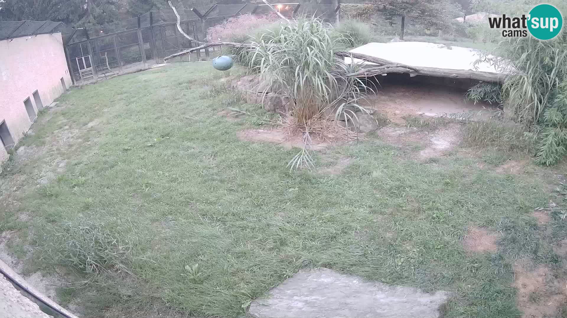 LEONE live Webcam nello zoo di Lubiana – Slovenia