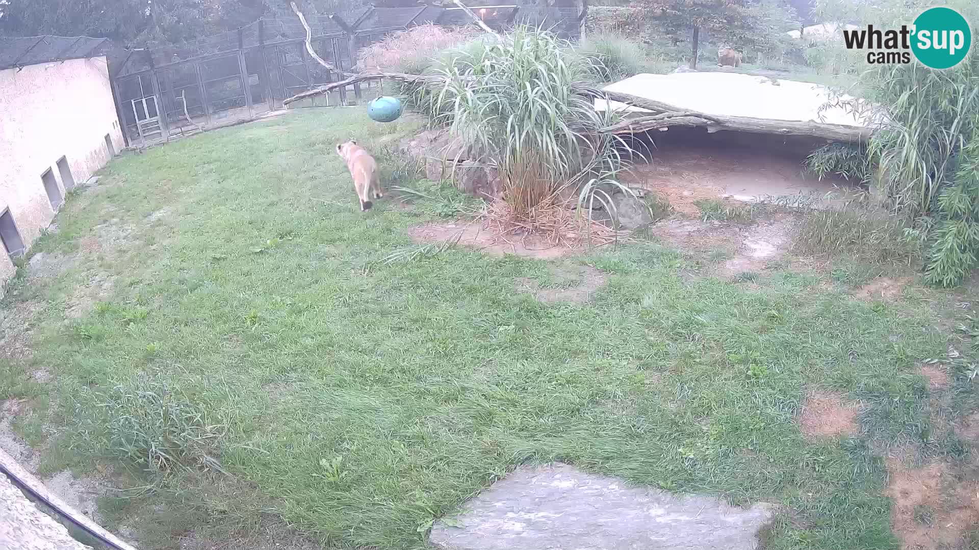 LION webcam en direct du zoo de Ljubljana – Slovénie