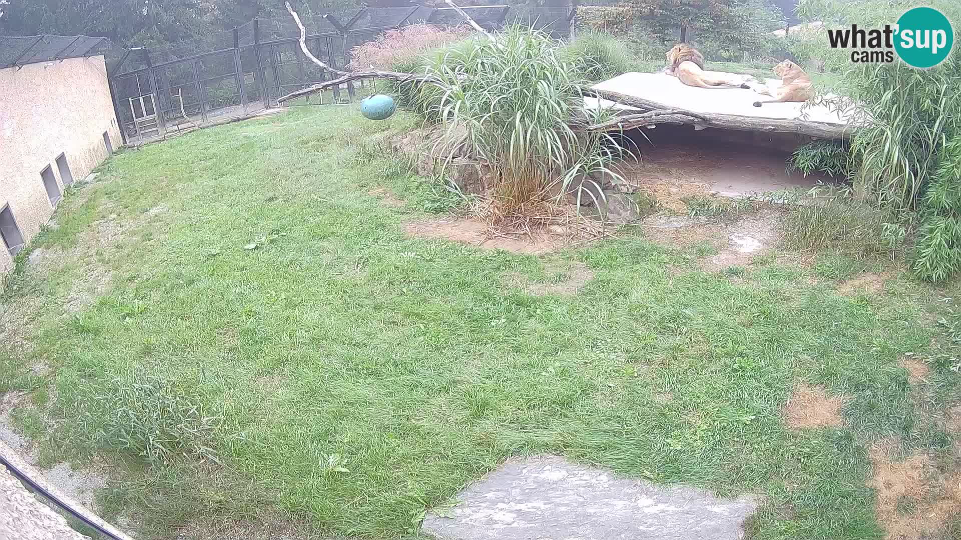 LEON Webcam en vivo en Ljubljana Zoo – Eslovenia