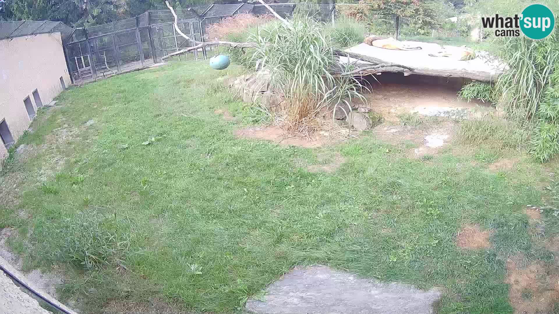 LEON Webcam en vivo en Ljubljana Zoo – Eslovenia